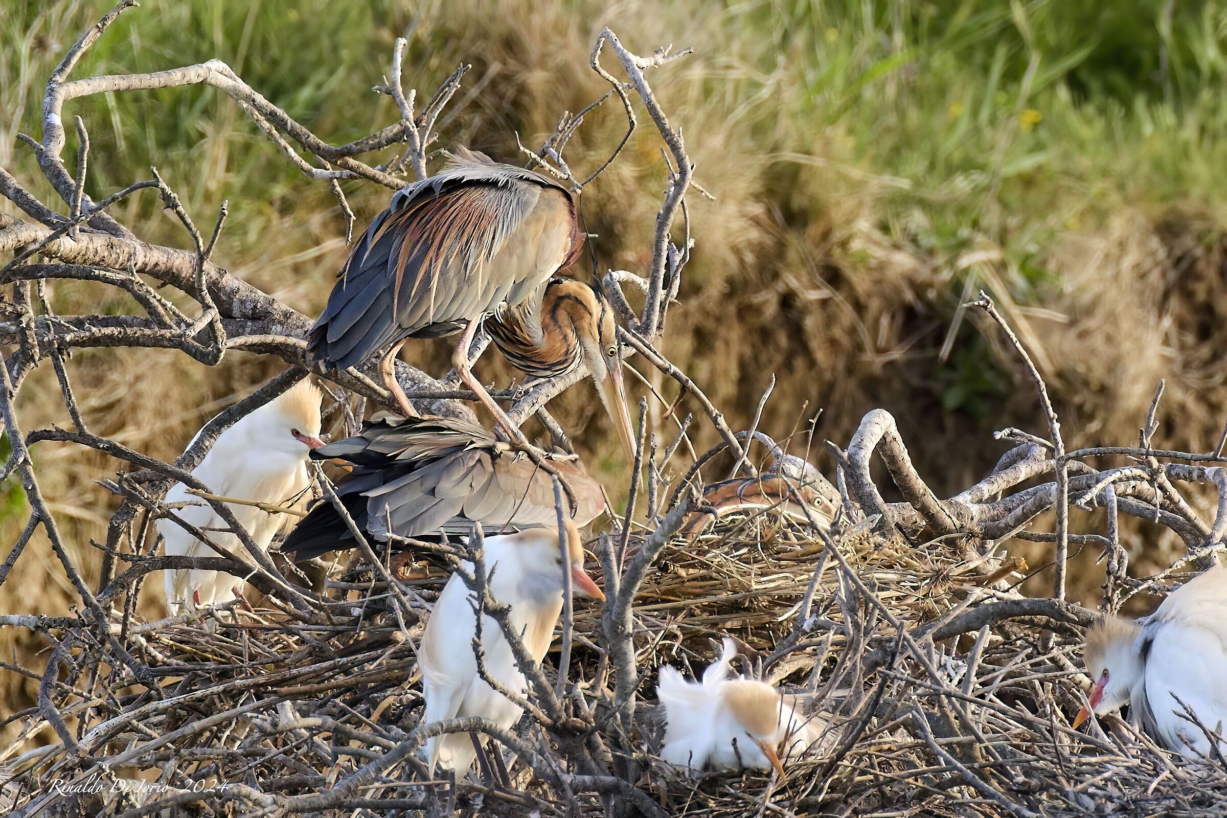 Mating Purple Heron