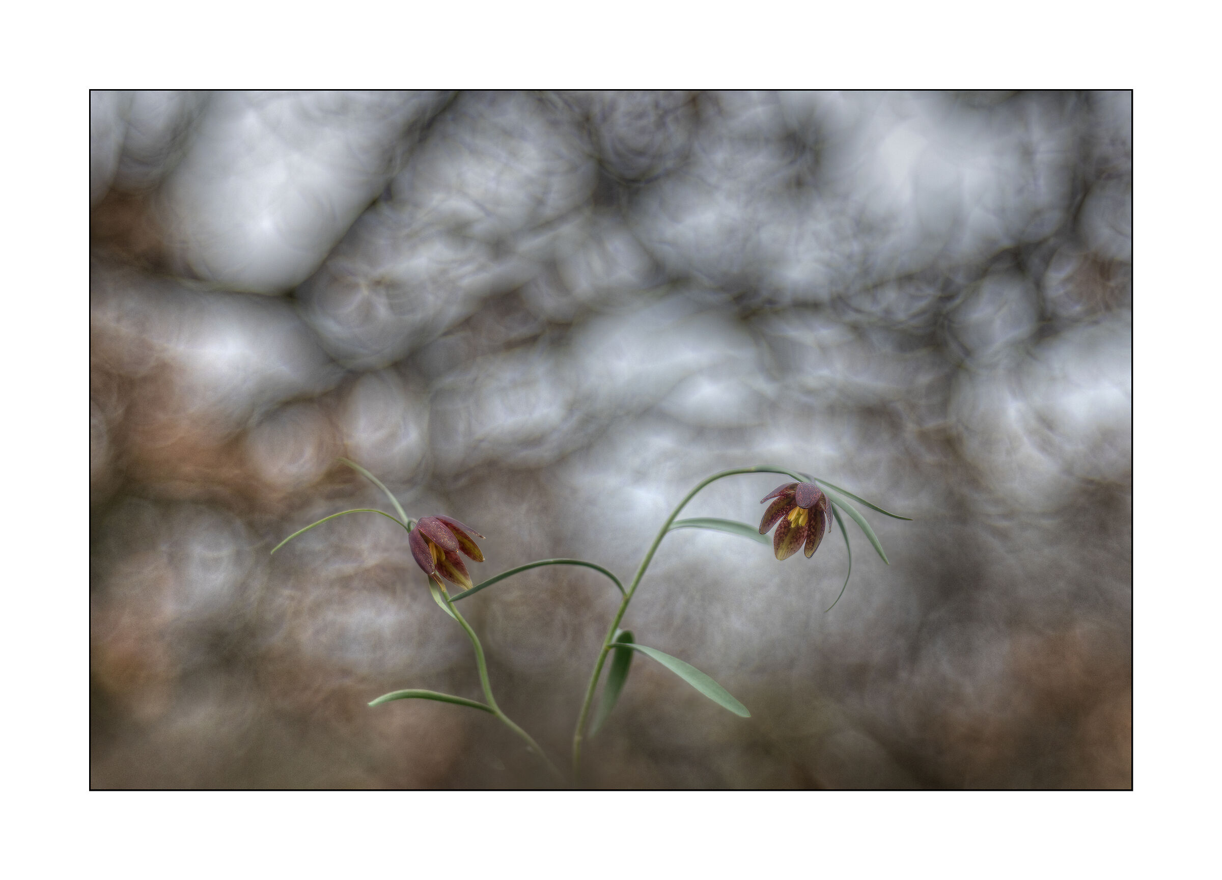 due fritillarie verso il cielo