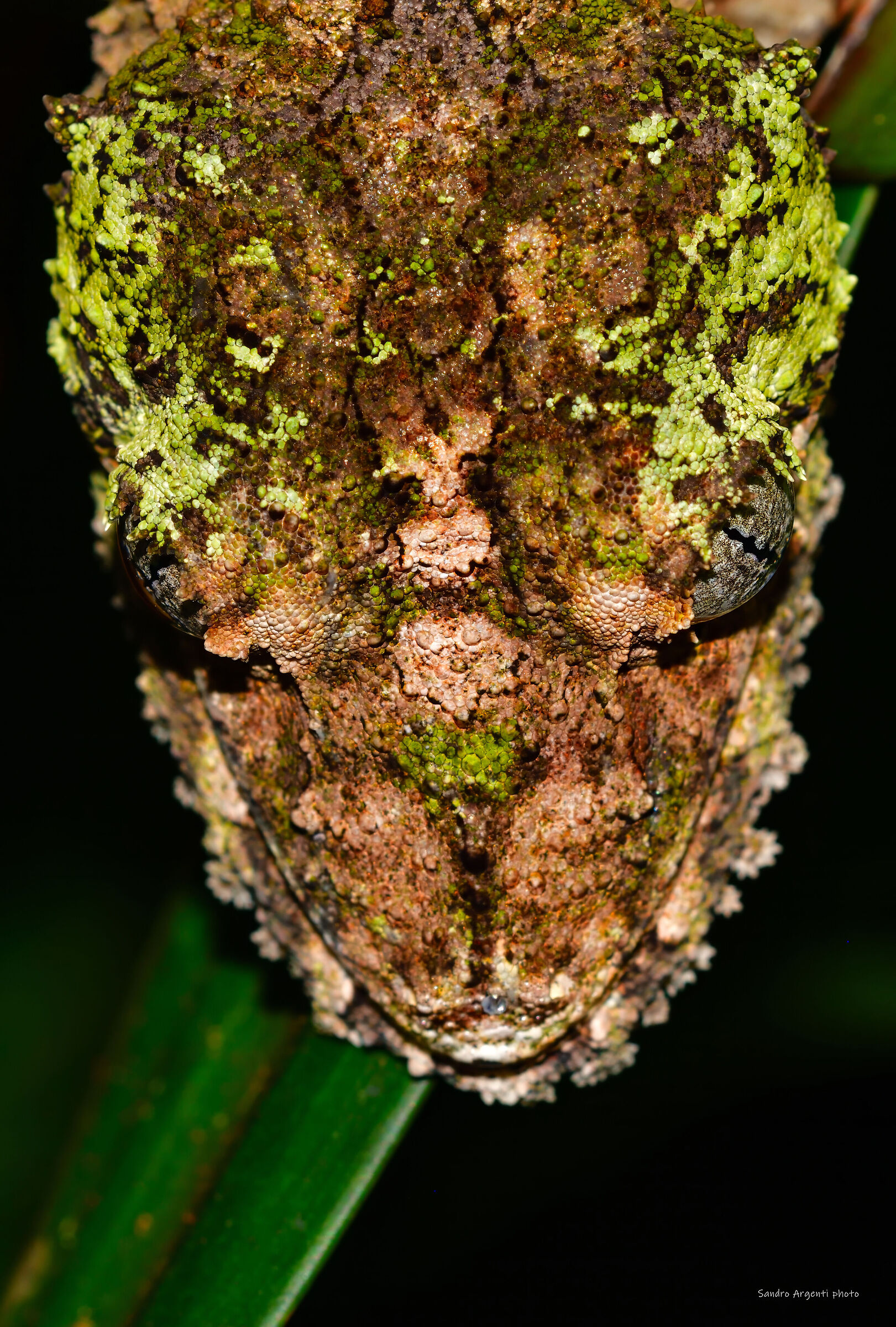 L'incredibile mimetismo del Geco.