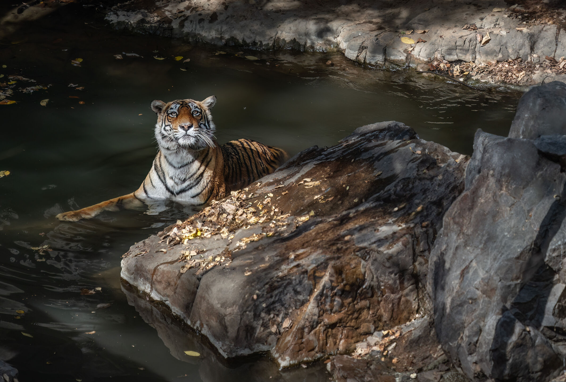 La regina si rinfresca