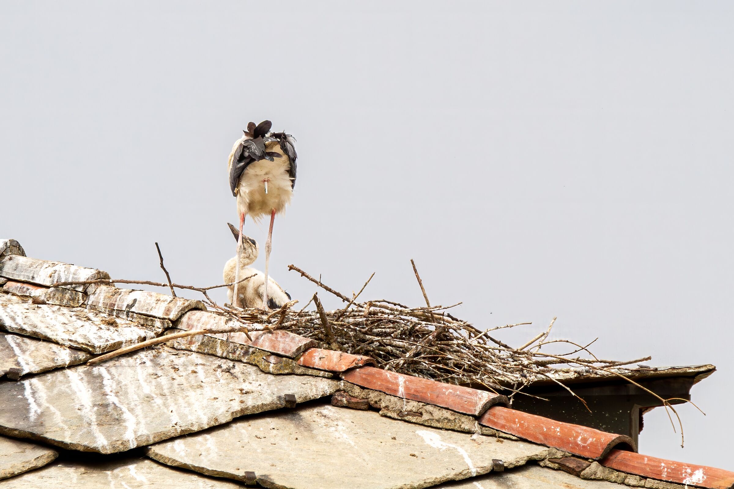 Benvenuto, figlio di nessuno, in questo paese