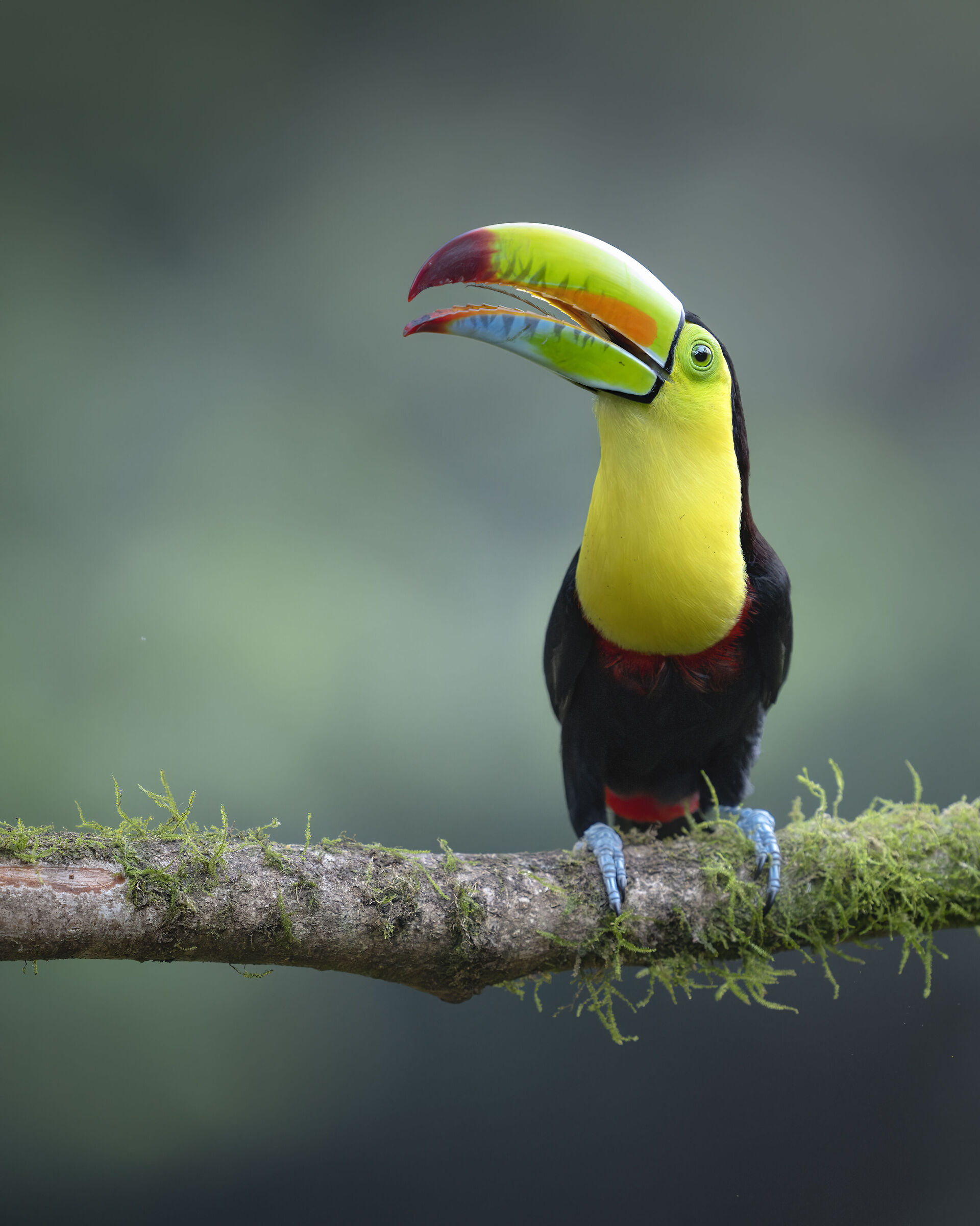 Keel-billed toucan