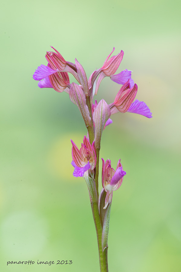 Anacamptis papilionacea
