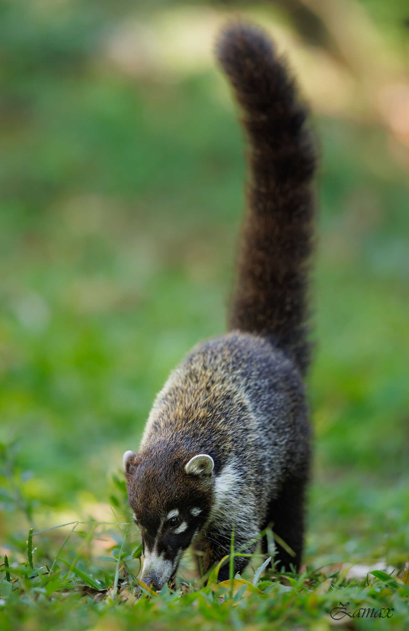 Coati