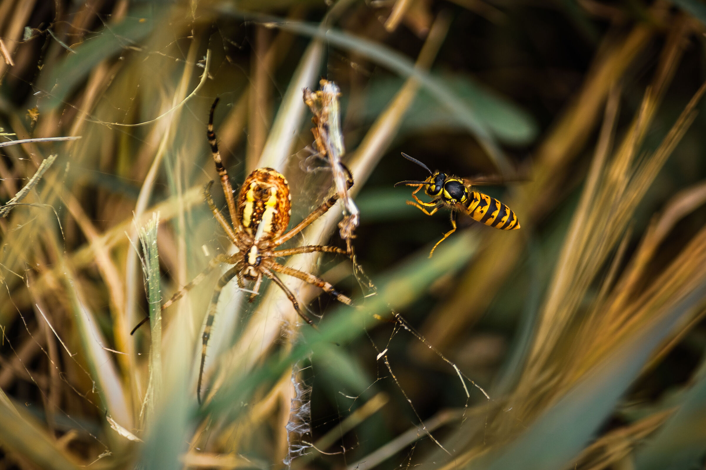 Wasp Vs Spider Wasp