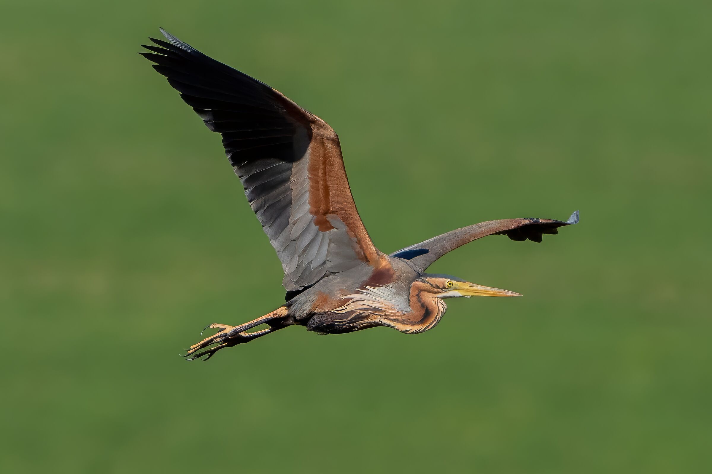 Purple Heron (Ardea purpurea)