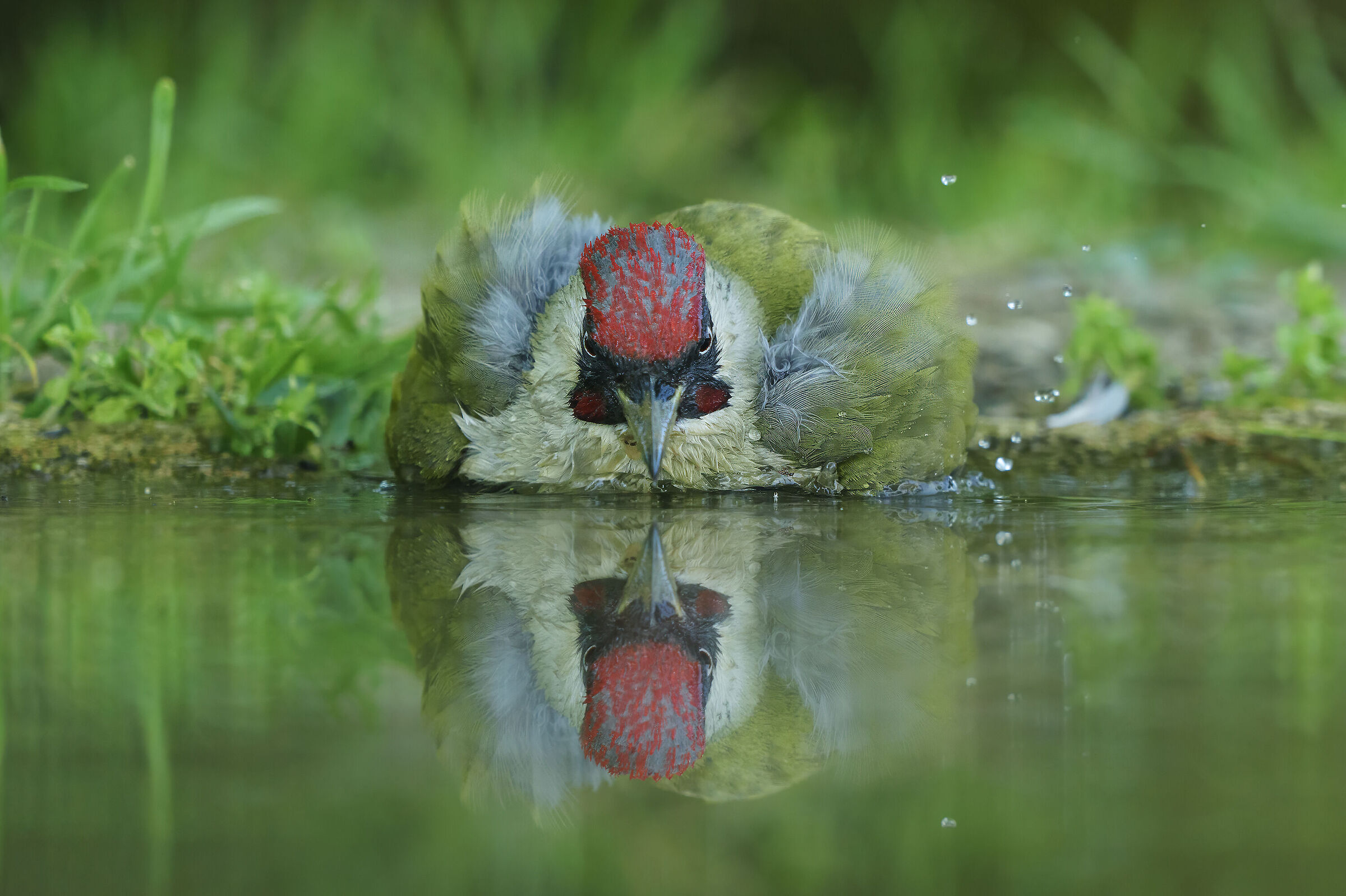 Reflex Male Green Woodpecker