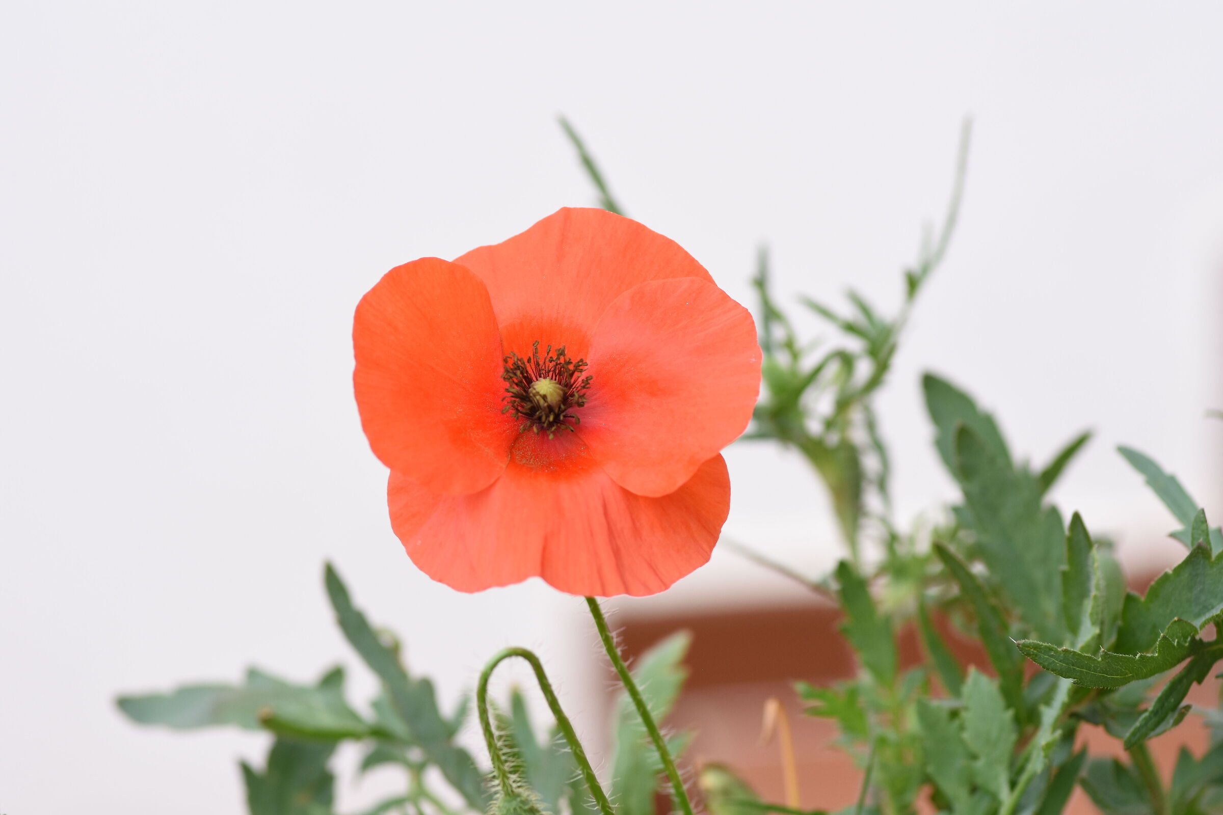 " Crop 150 ", Tokina 100 F. 2.8 Atx-i - Nikon D 7200