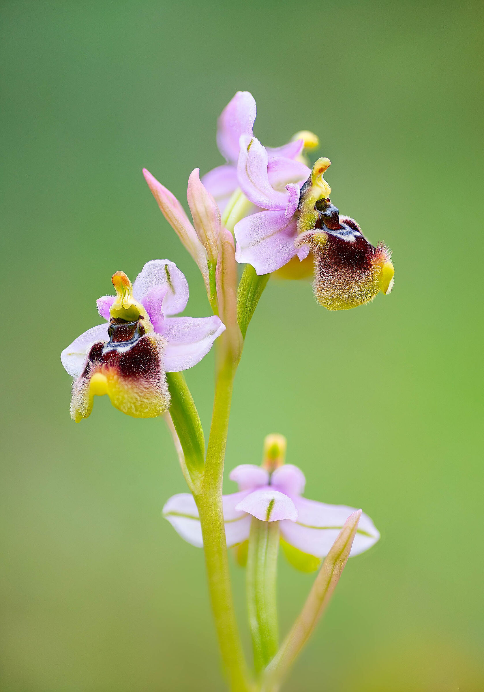 Ophrys tenthredinifera