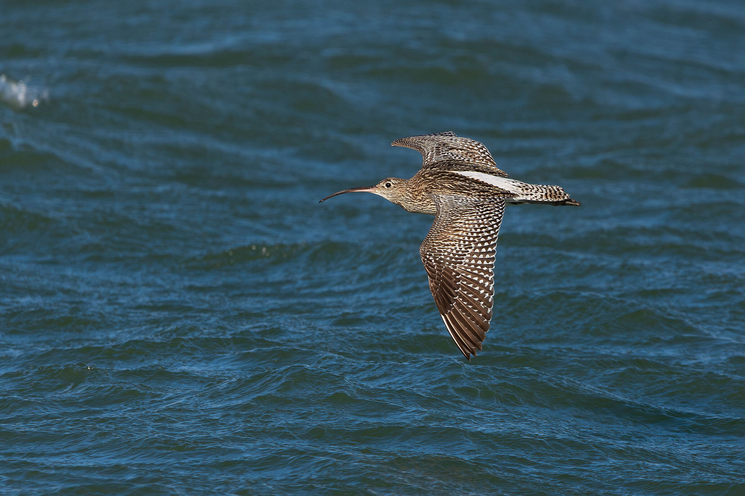 Curlew on the fly