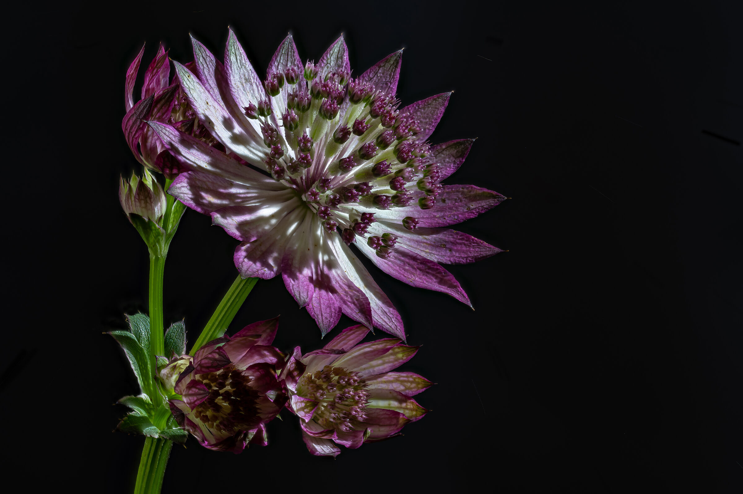 Astrantia