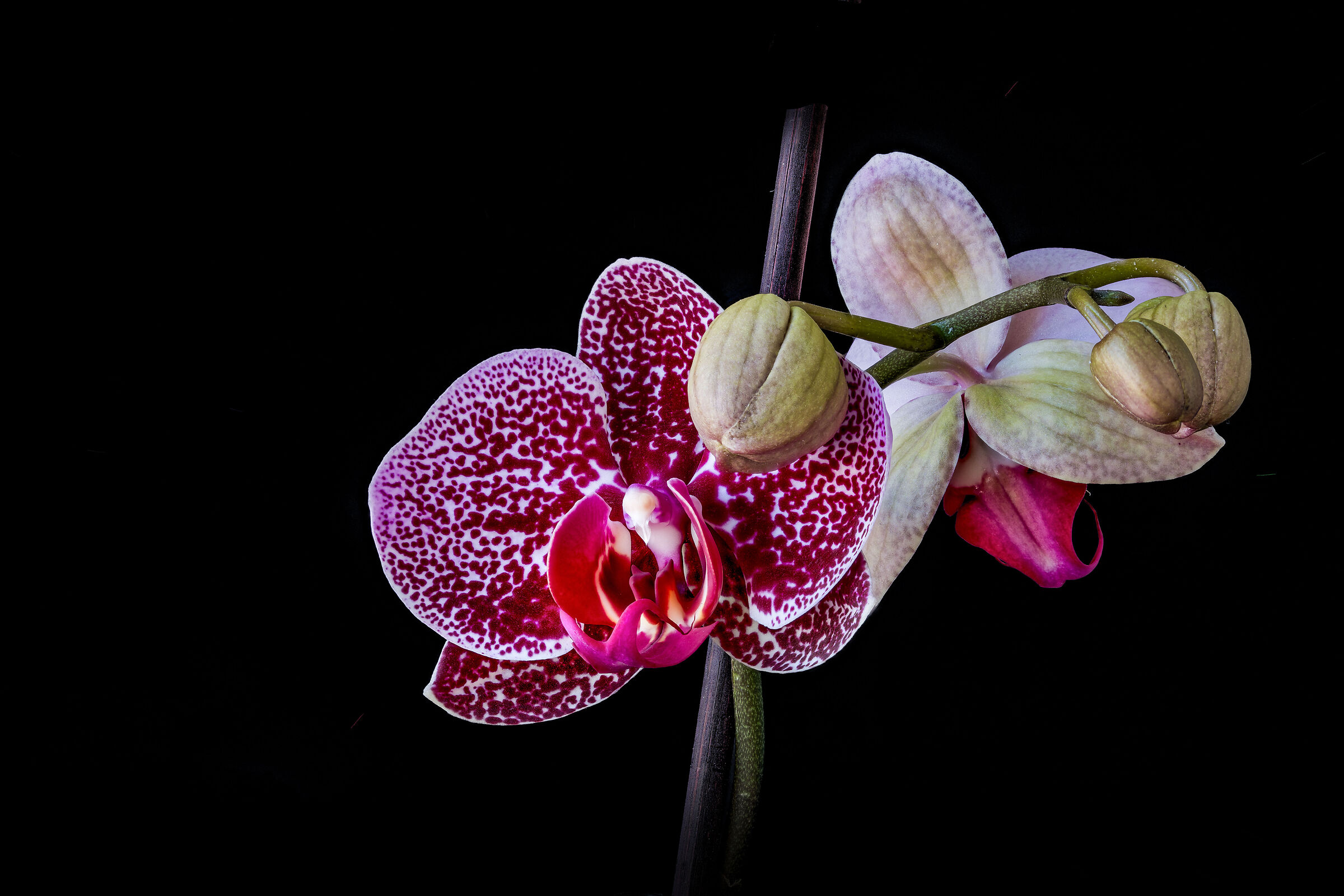 The colour of sensuality and the scent of light