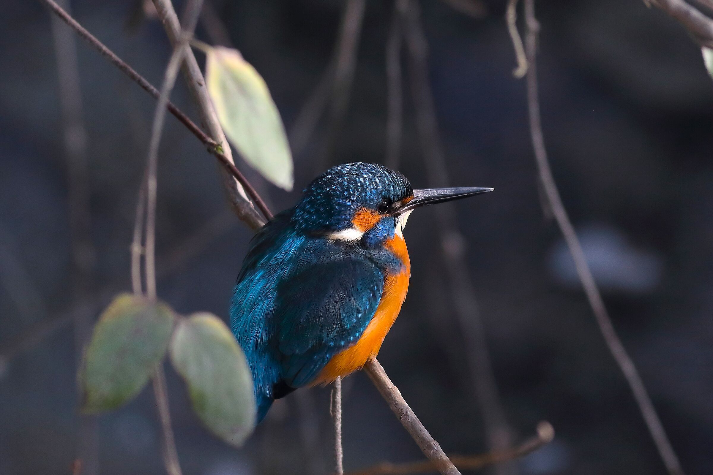 Kingfisher M 30 January 2024 - 6412