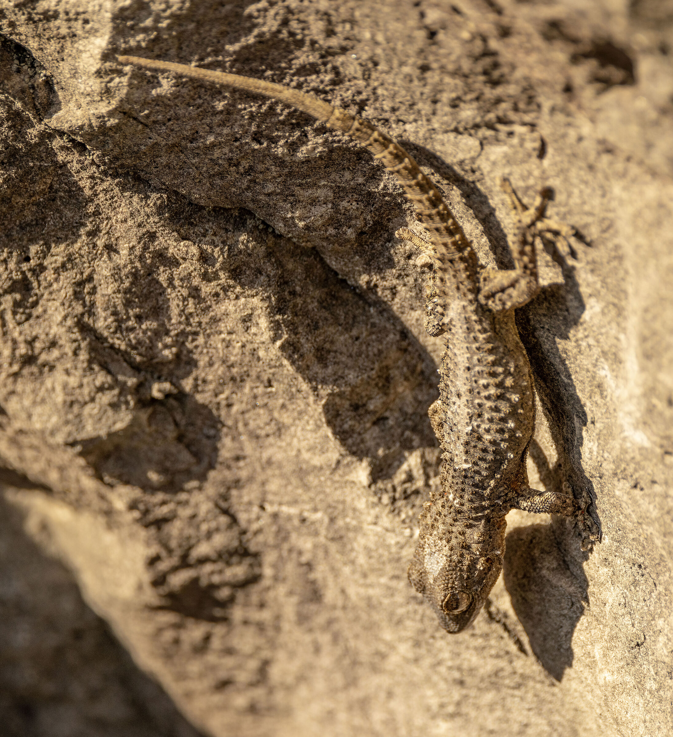 kotschyi gecko