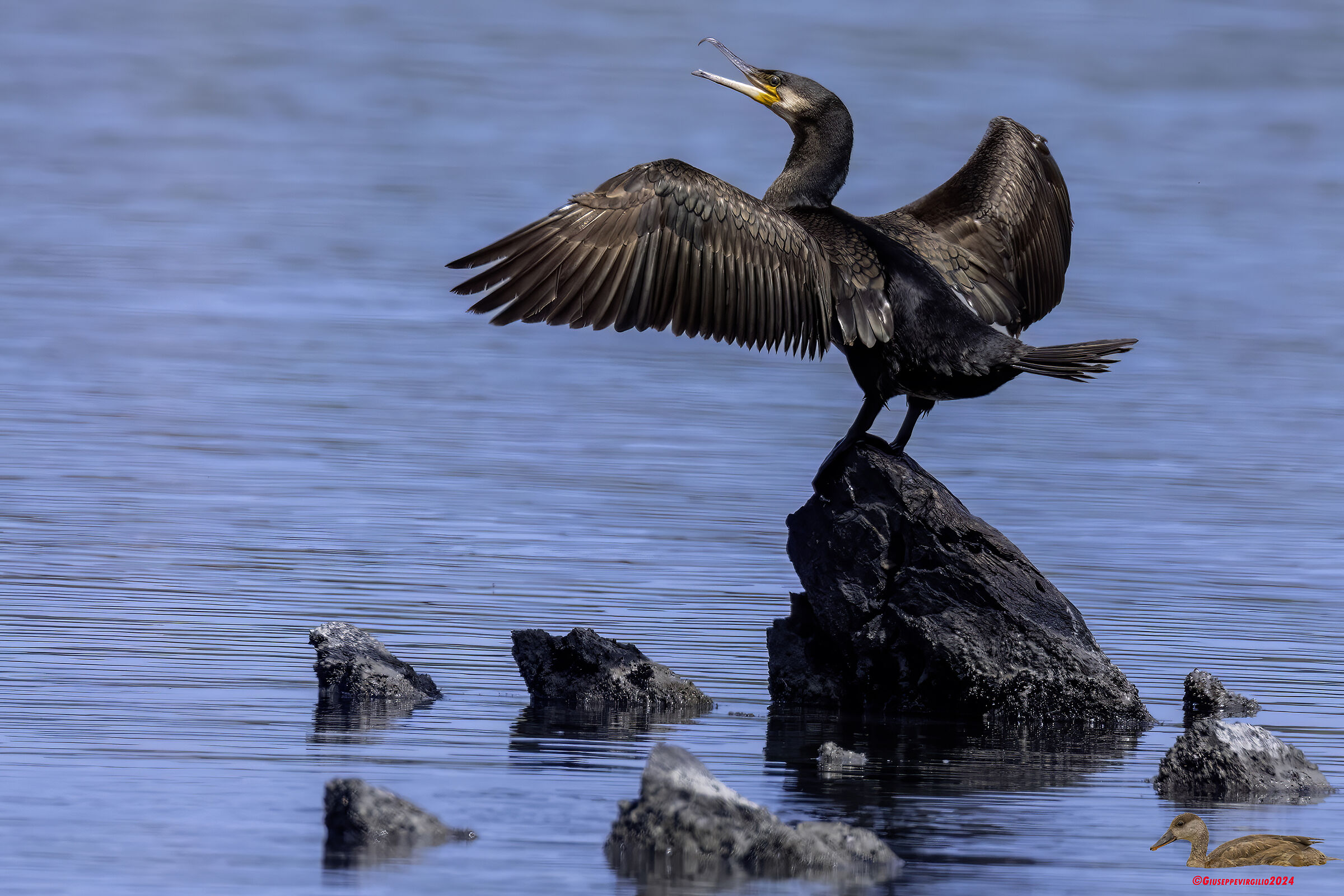 Cormorant (Sardinia ) 2024