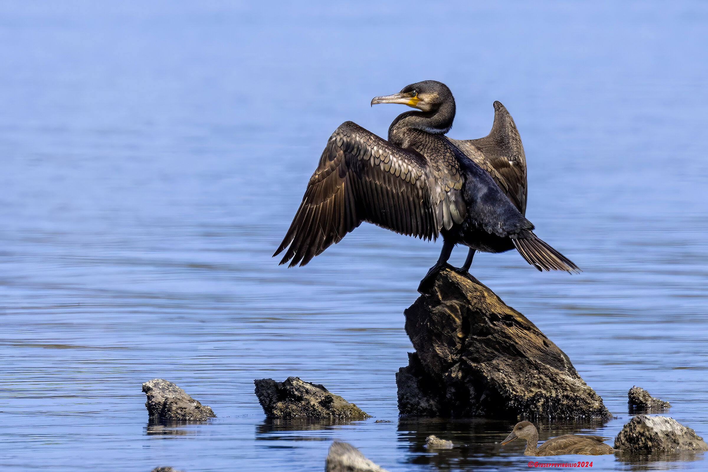 Cormorant (Sardinia ) 2024