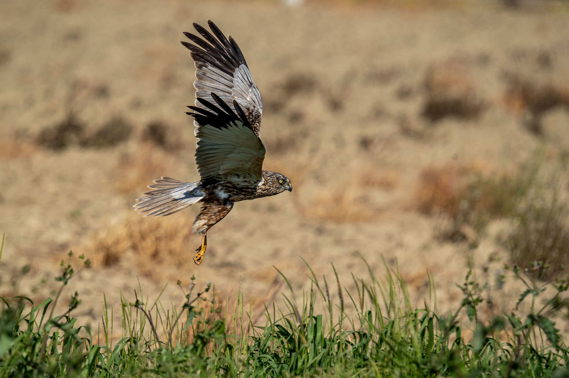 Male marsh harrier