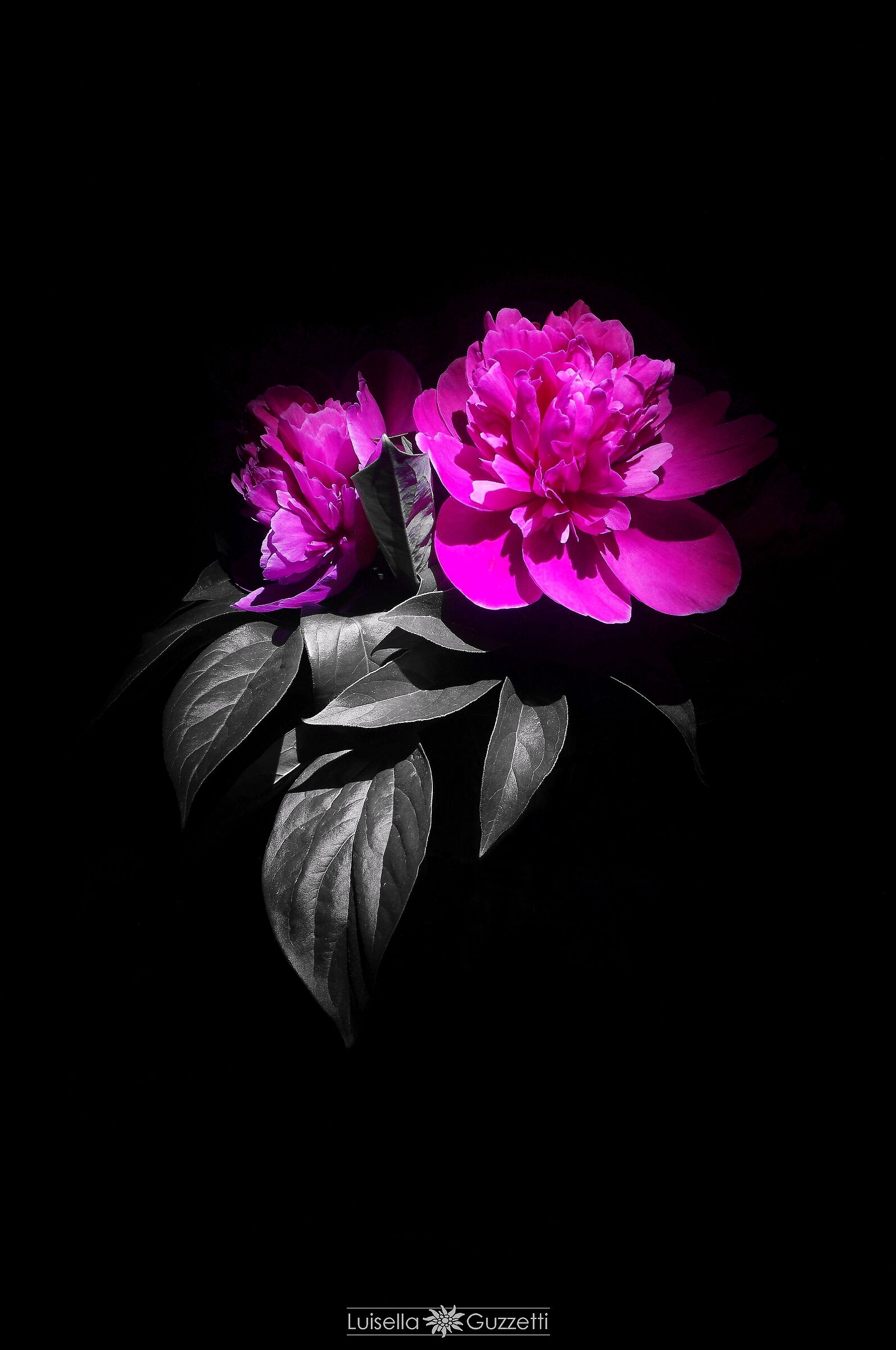 Peonie