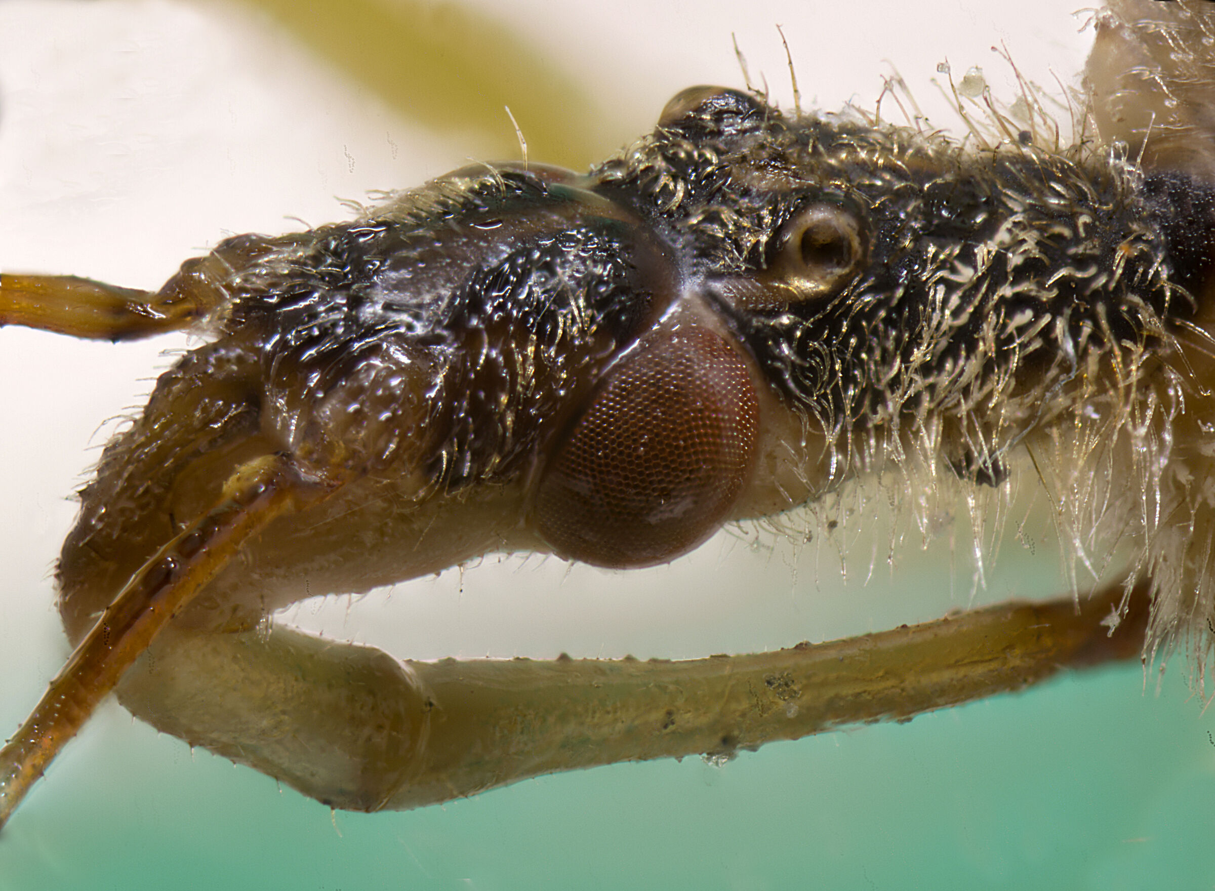 Myodocha Longicollis