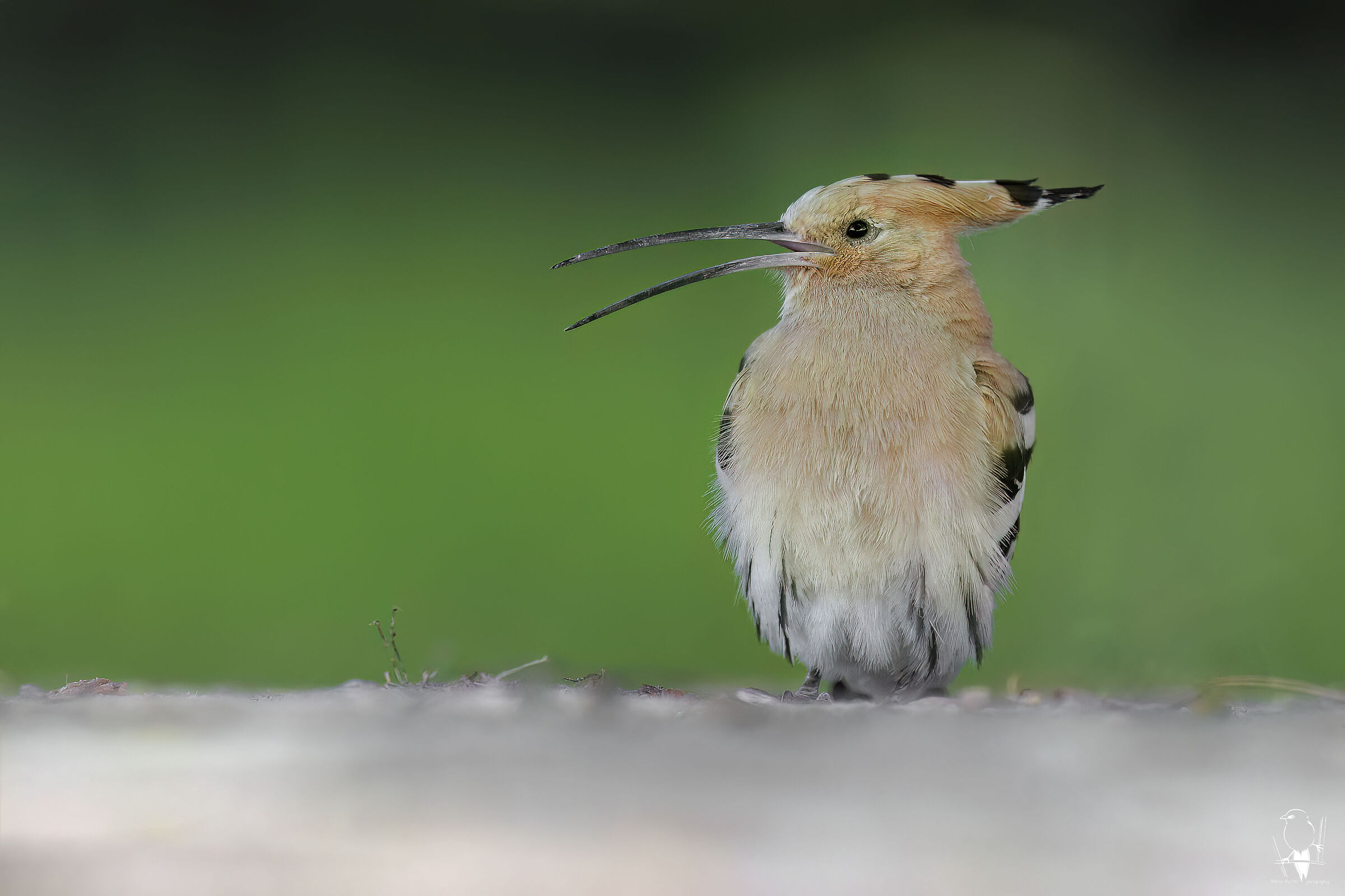 HOOPOE
