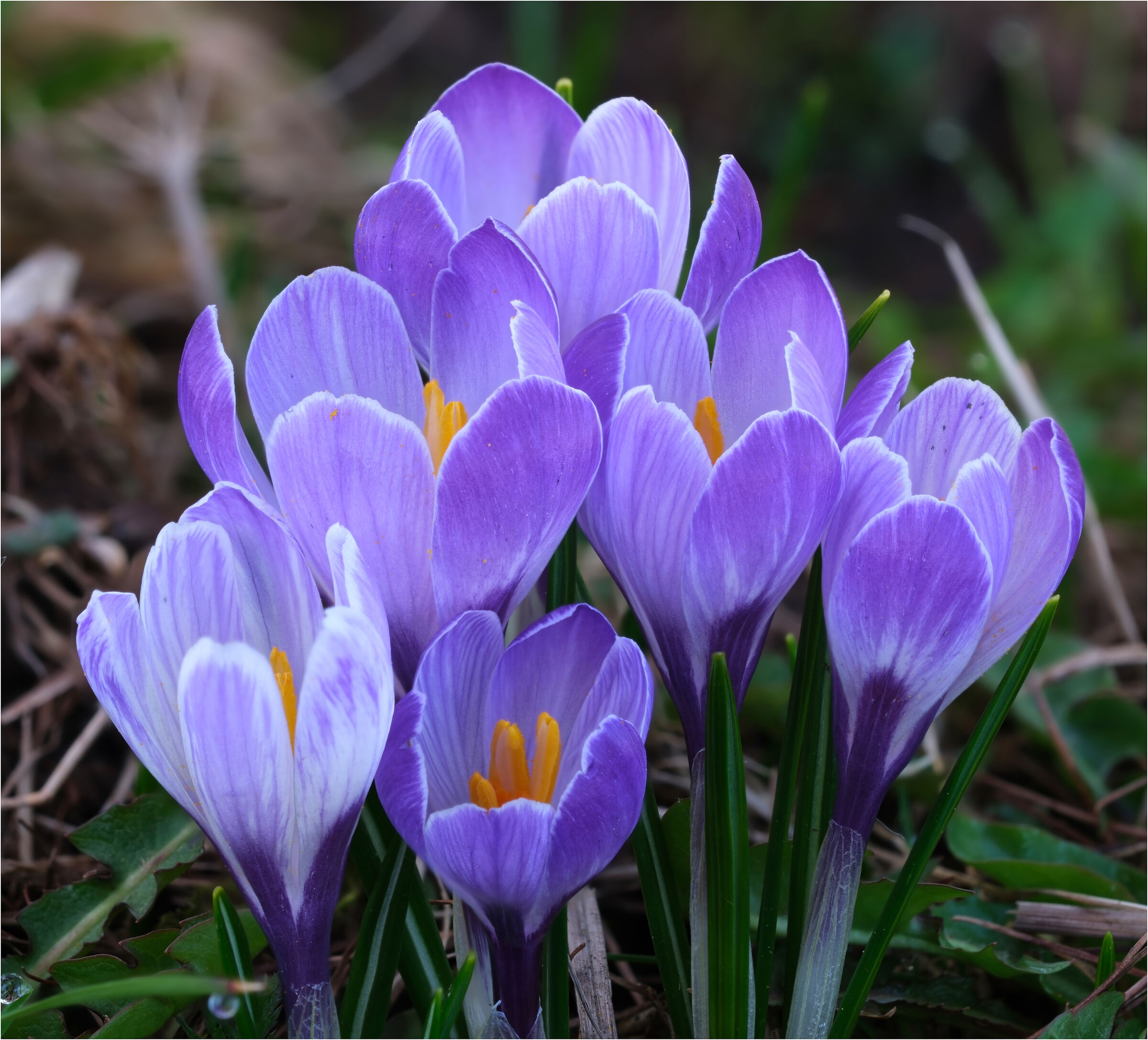Crocus