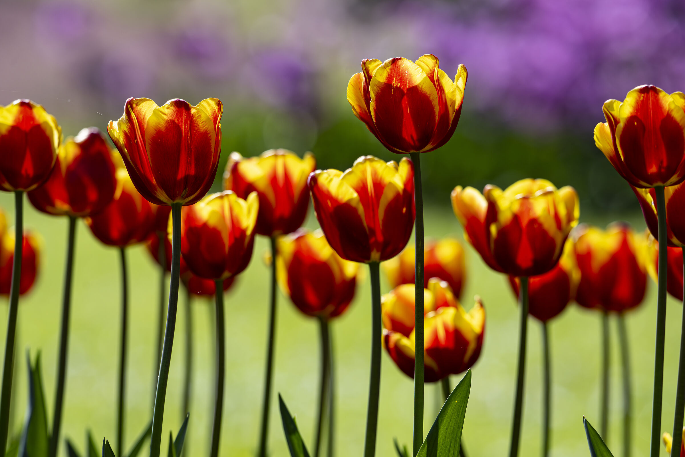 Portrait of a Family