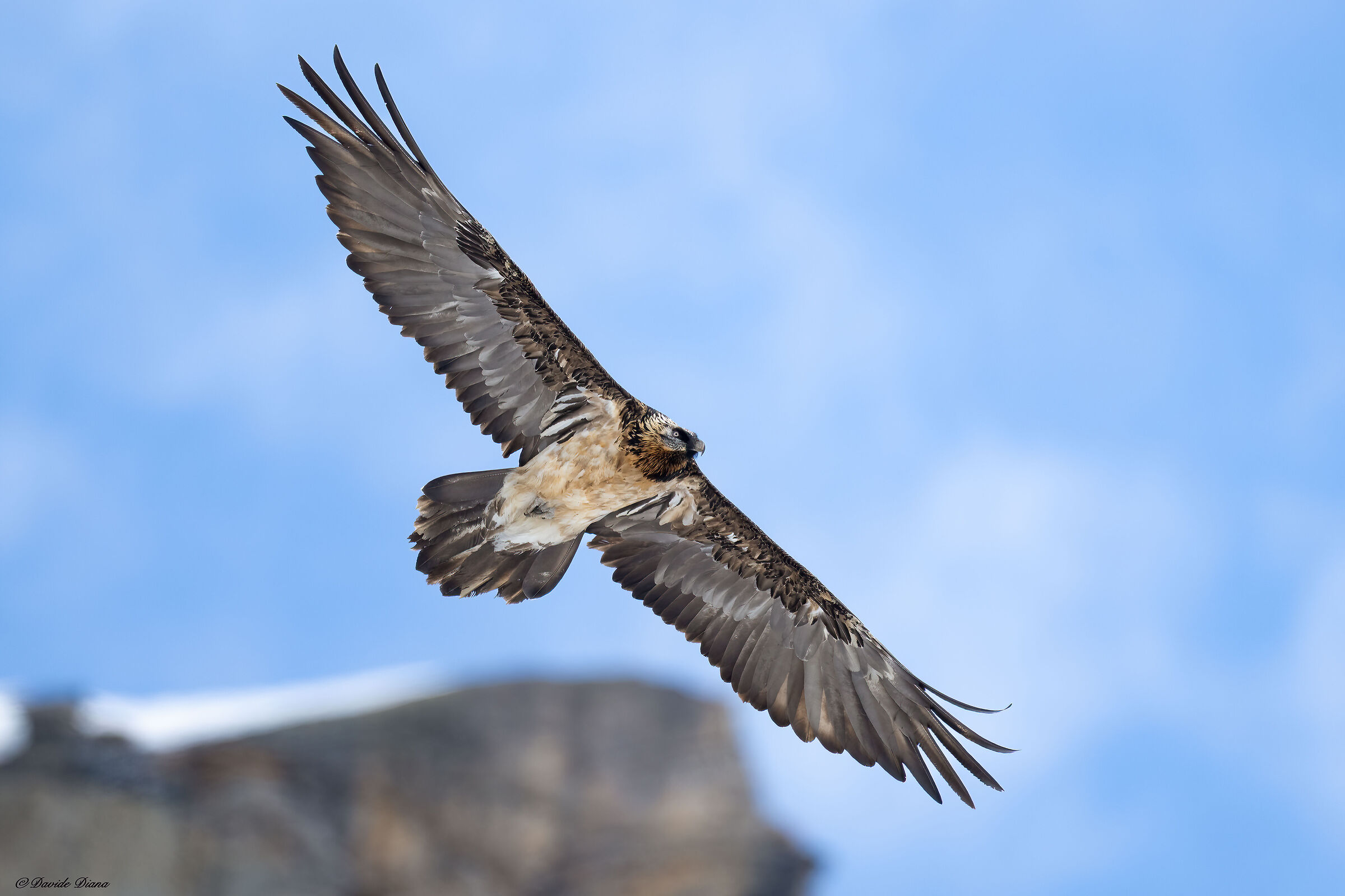 Gypaetus barbatus - Gran Paradiso National Park