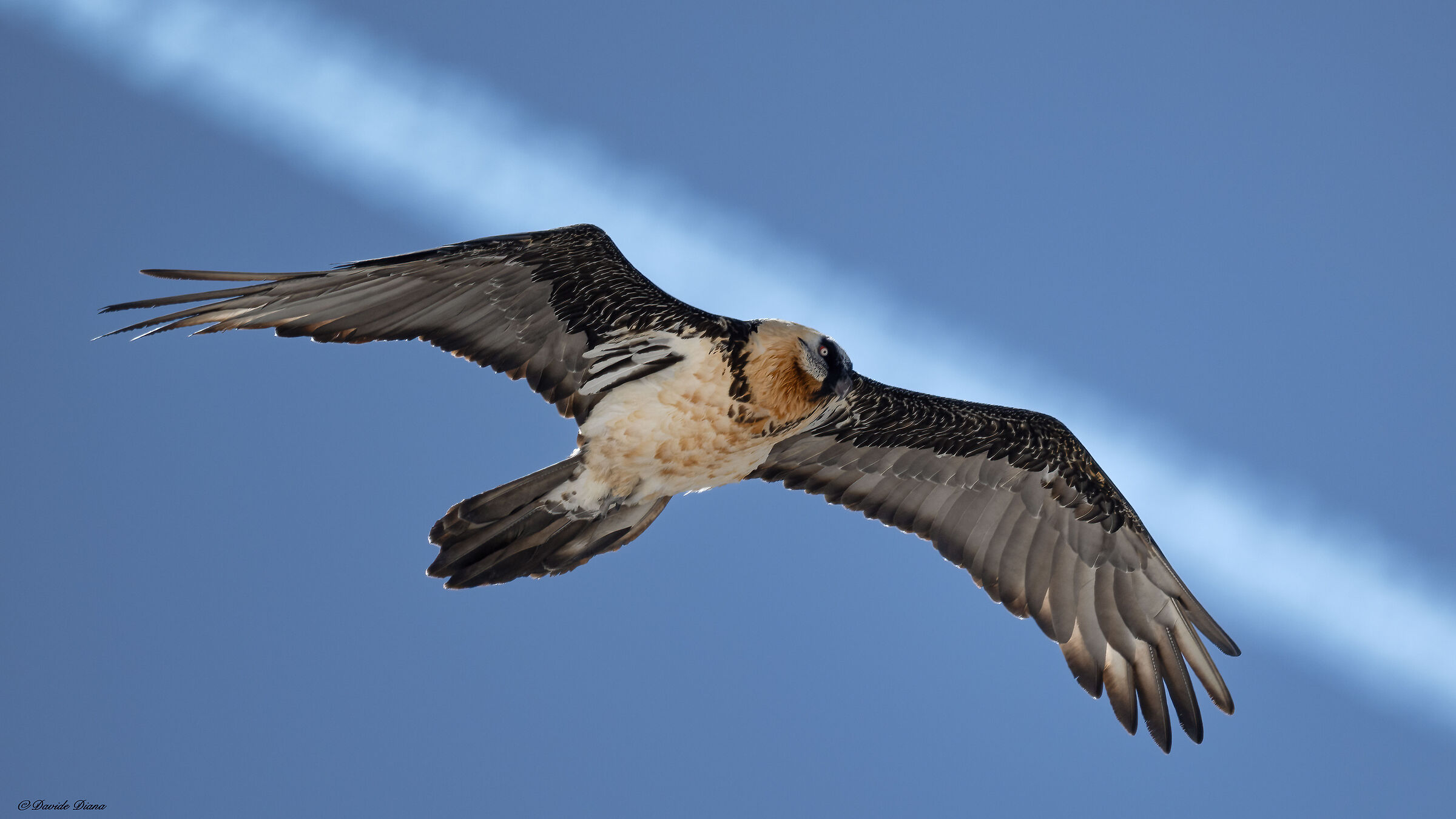 Gypaetus barbatus - Gran Paradiso National Park