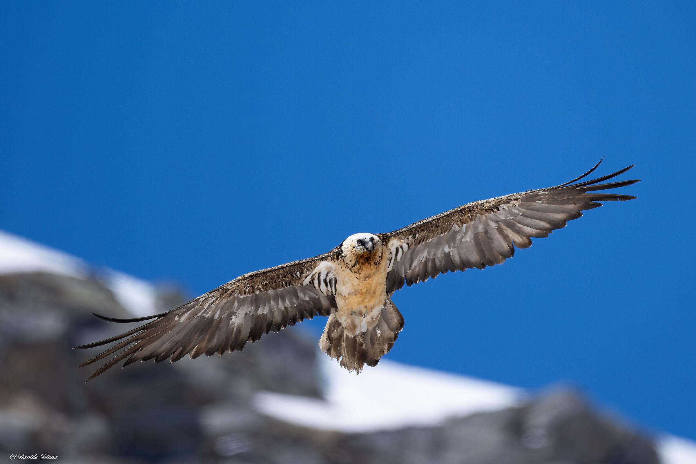Gypaetus barbatus - Gran Paradiso National Park