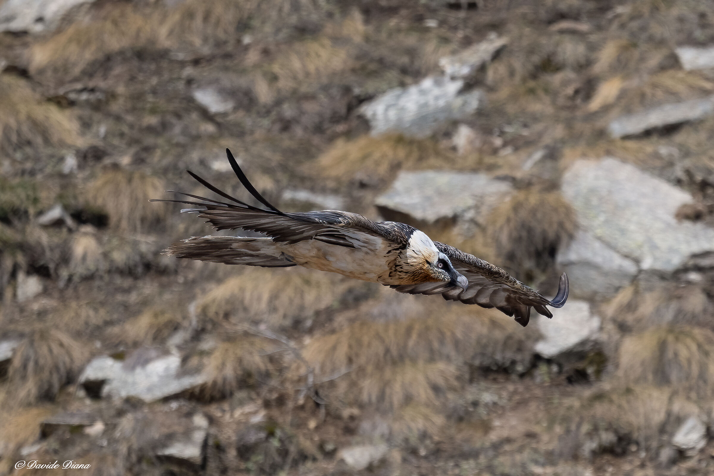 Gypaetus barbatus - Gran Paradiso National Park