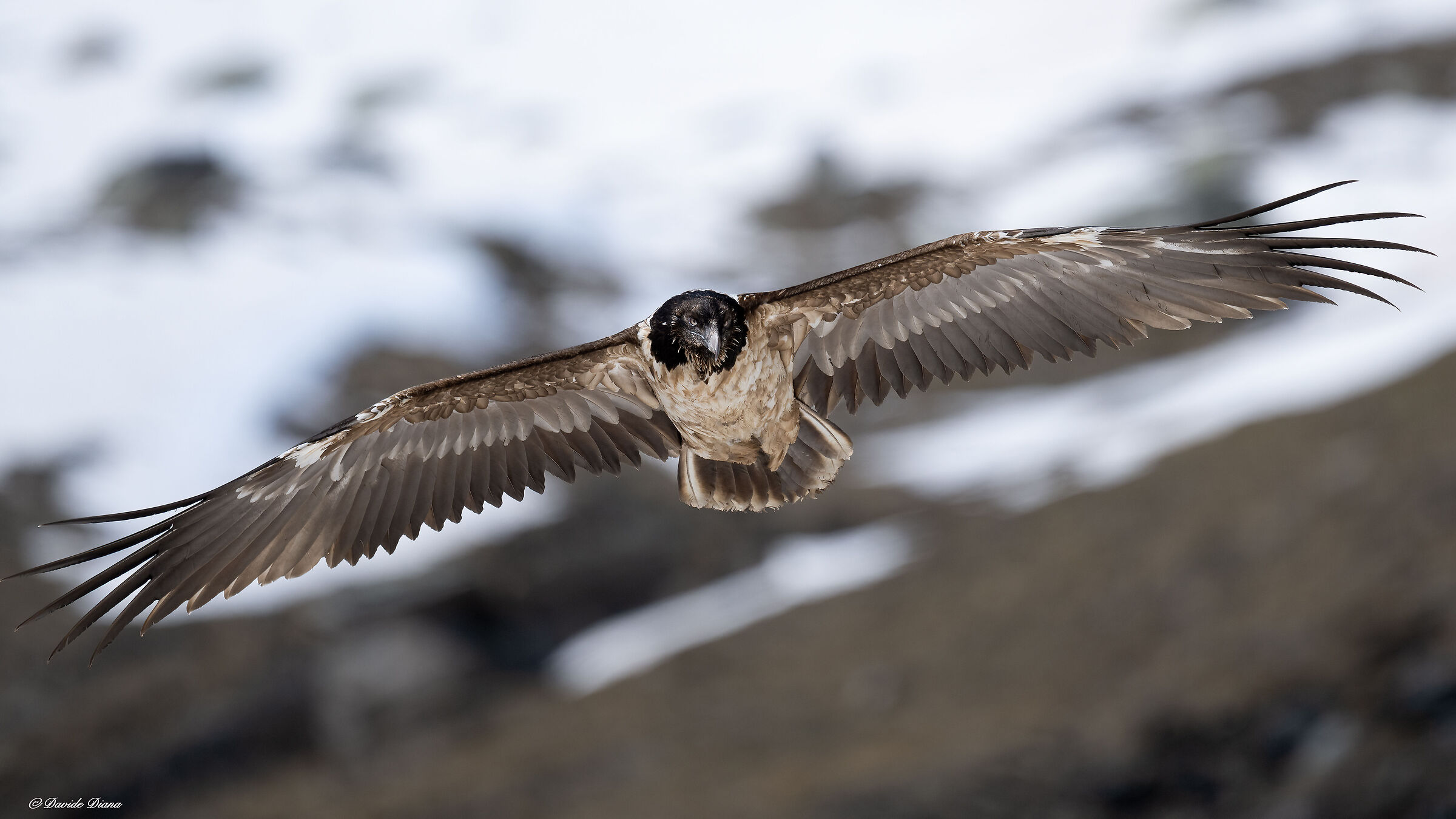 Gypaetus barbatus - Gran Paradiso National Park
