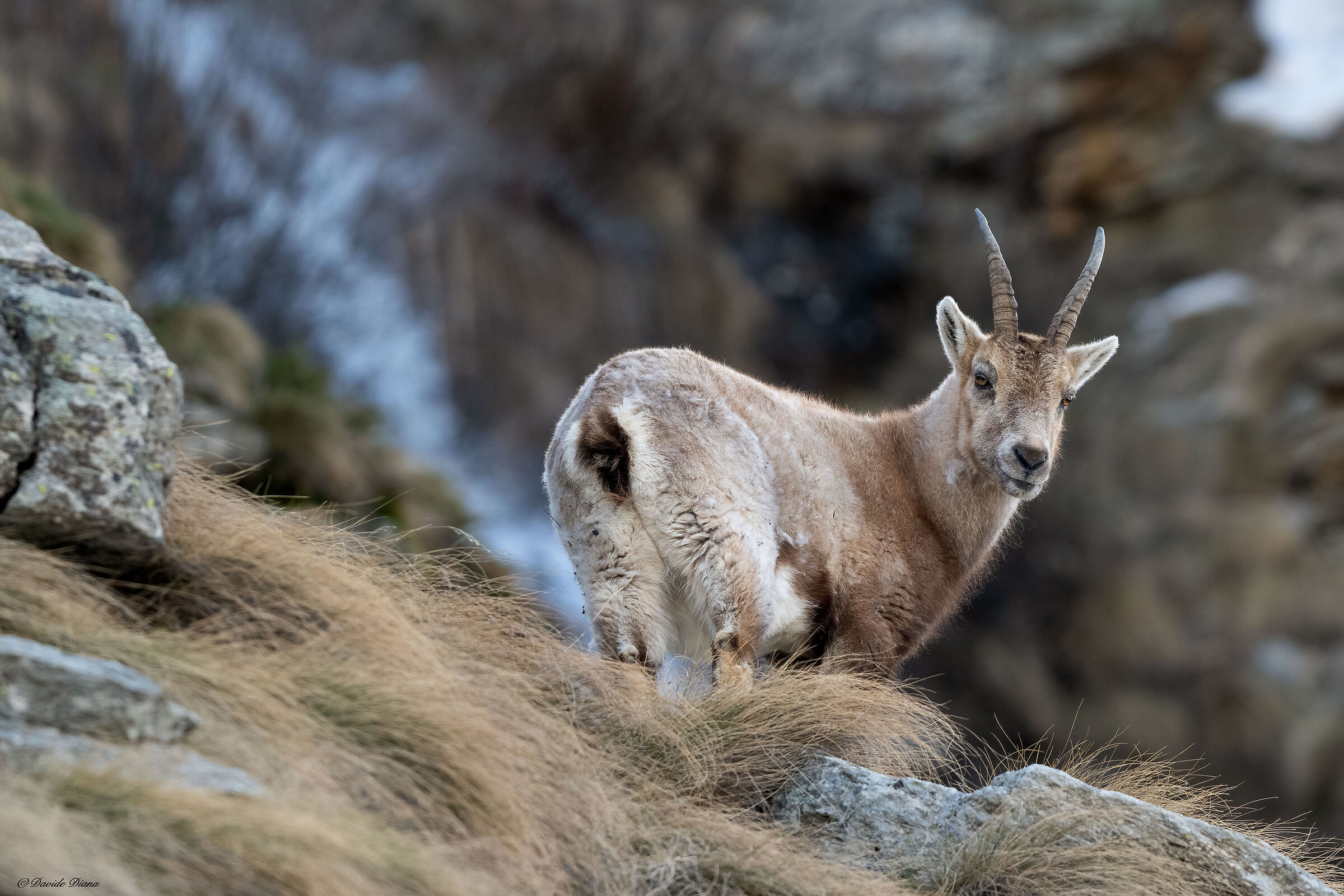 Ibex - Gran Paradiso National Park