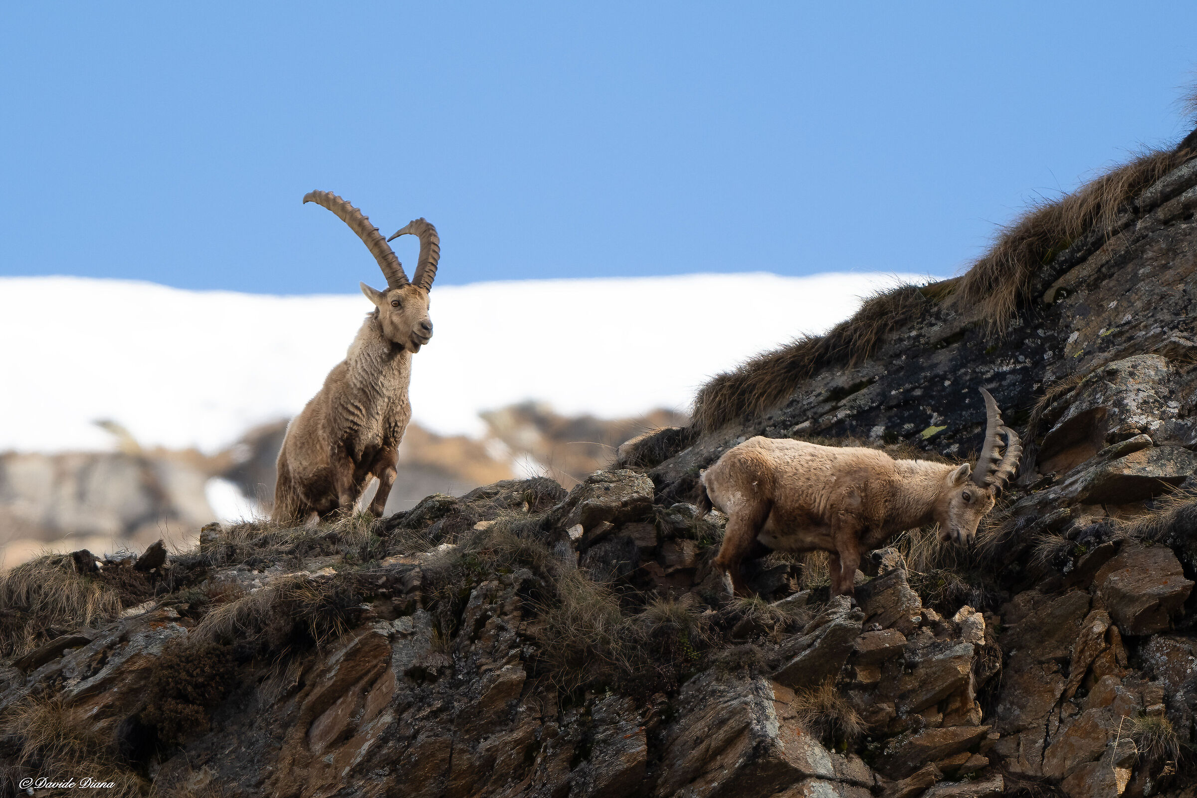 Ibex - Gran Paradiso National Park