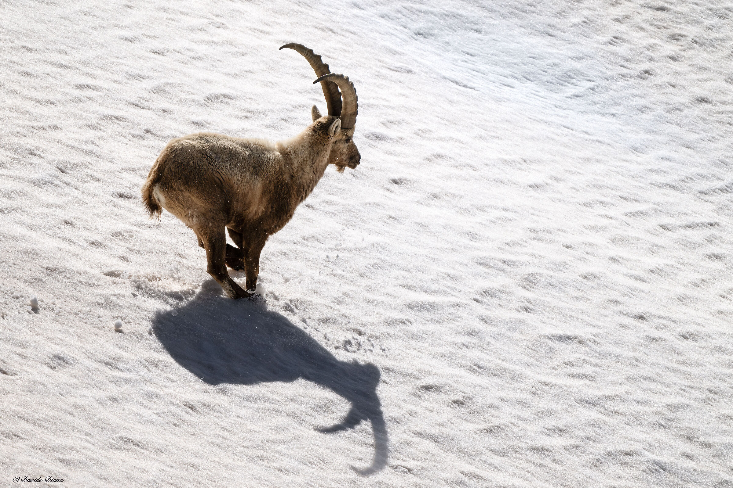 Ibex - Gran Paradiso National Park