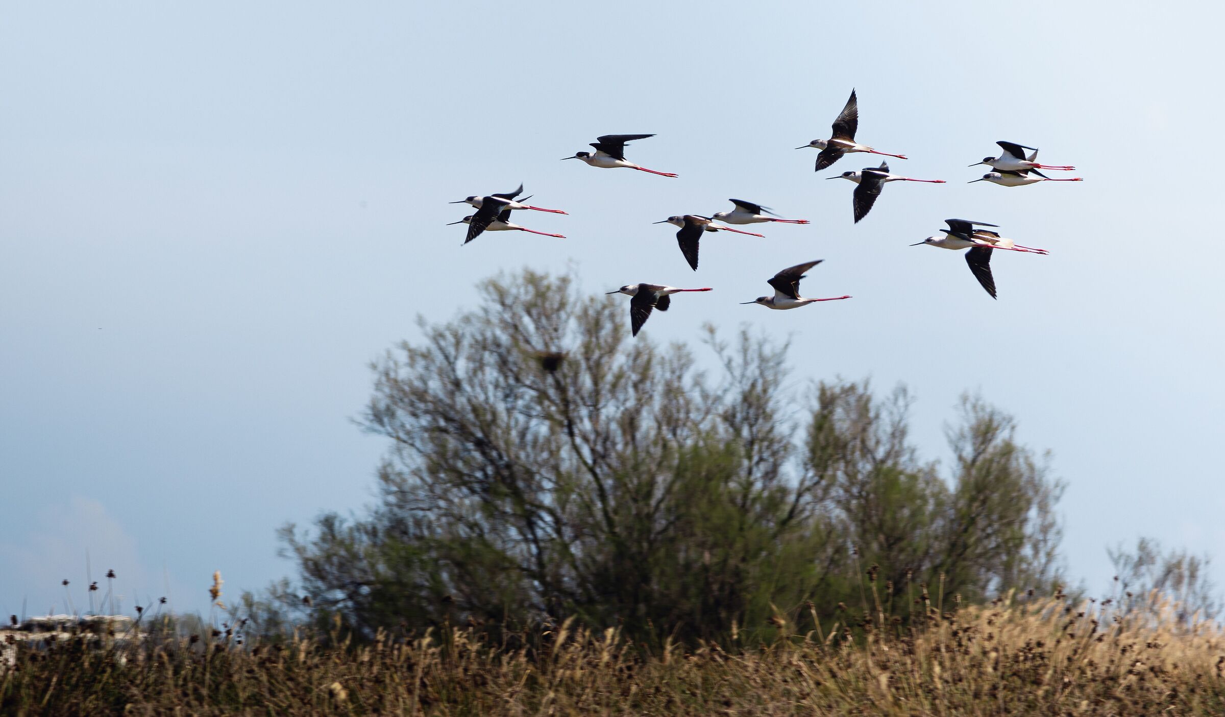 Cavalieri d'Italia in volo