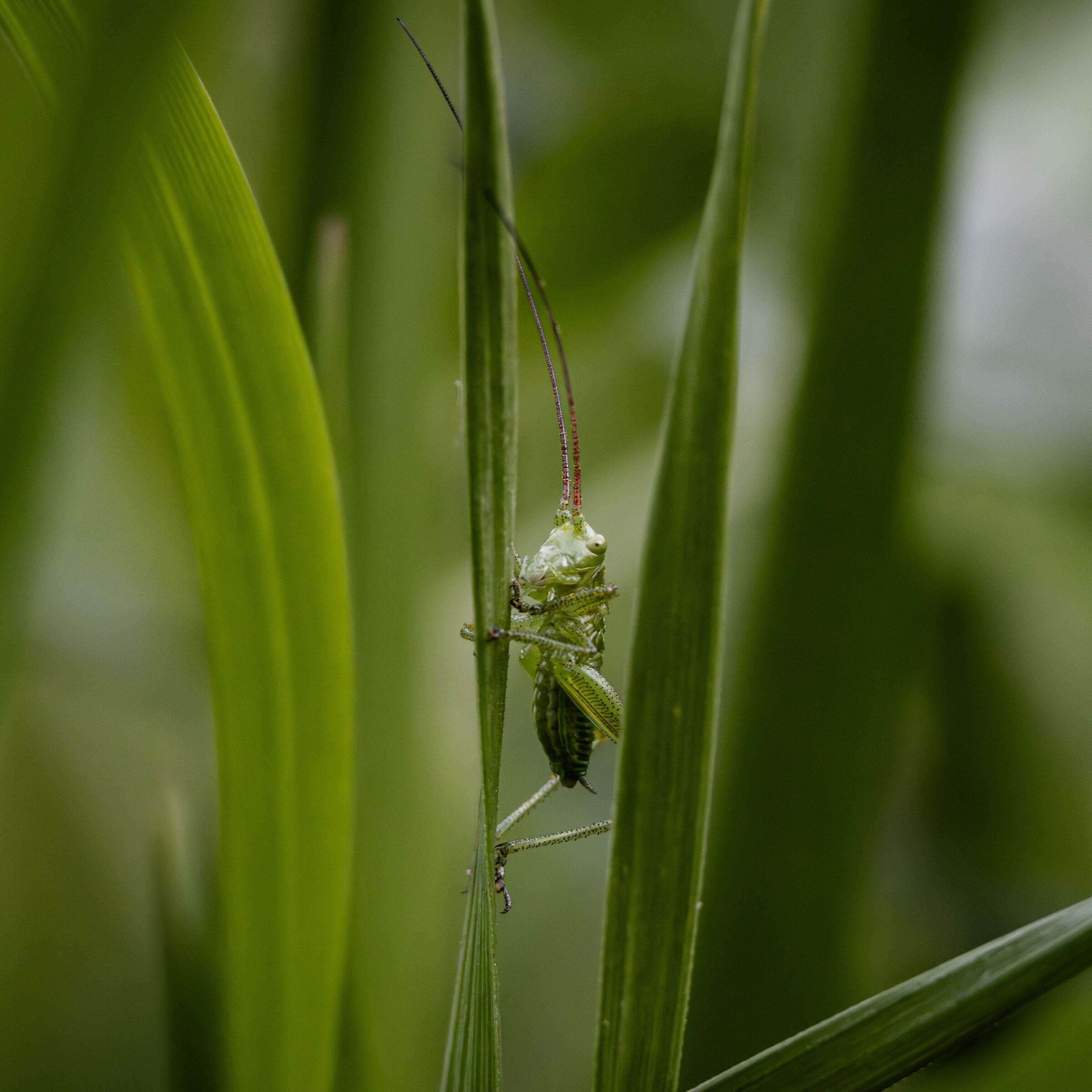Tettigonia viridissima