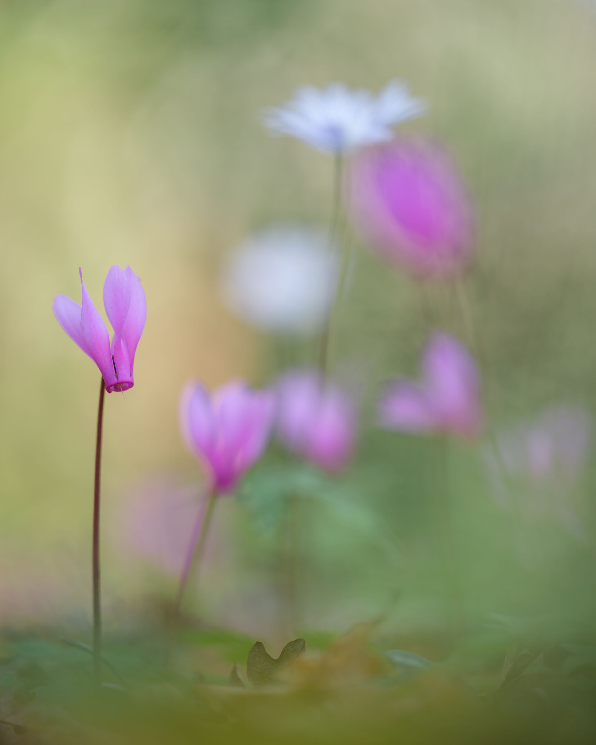 Ciclamino primaverile