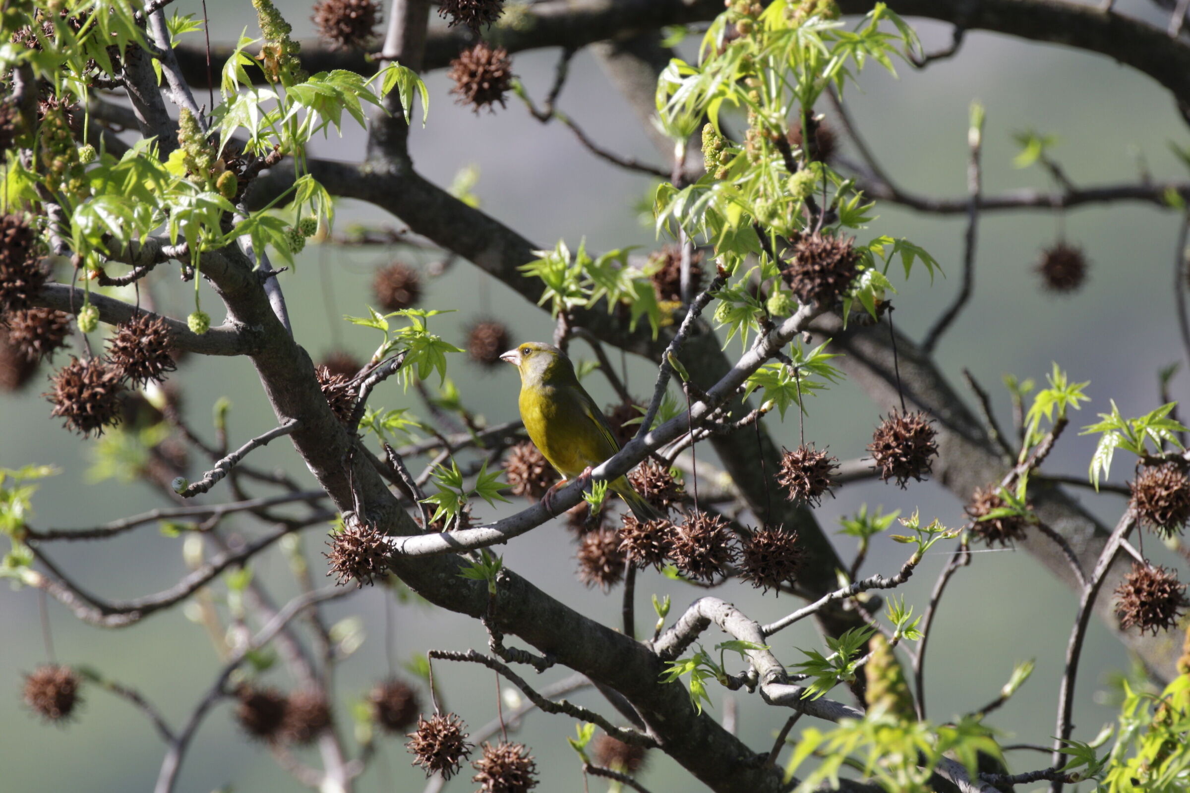 GREENFINCH