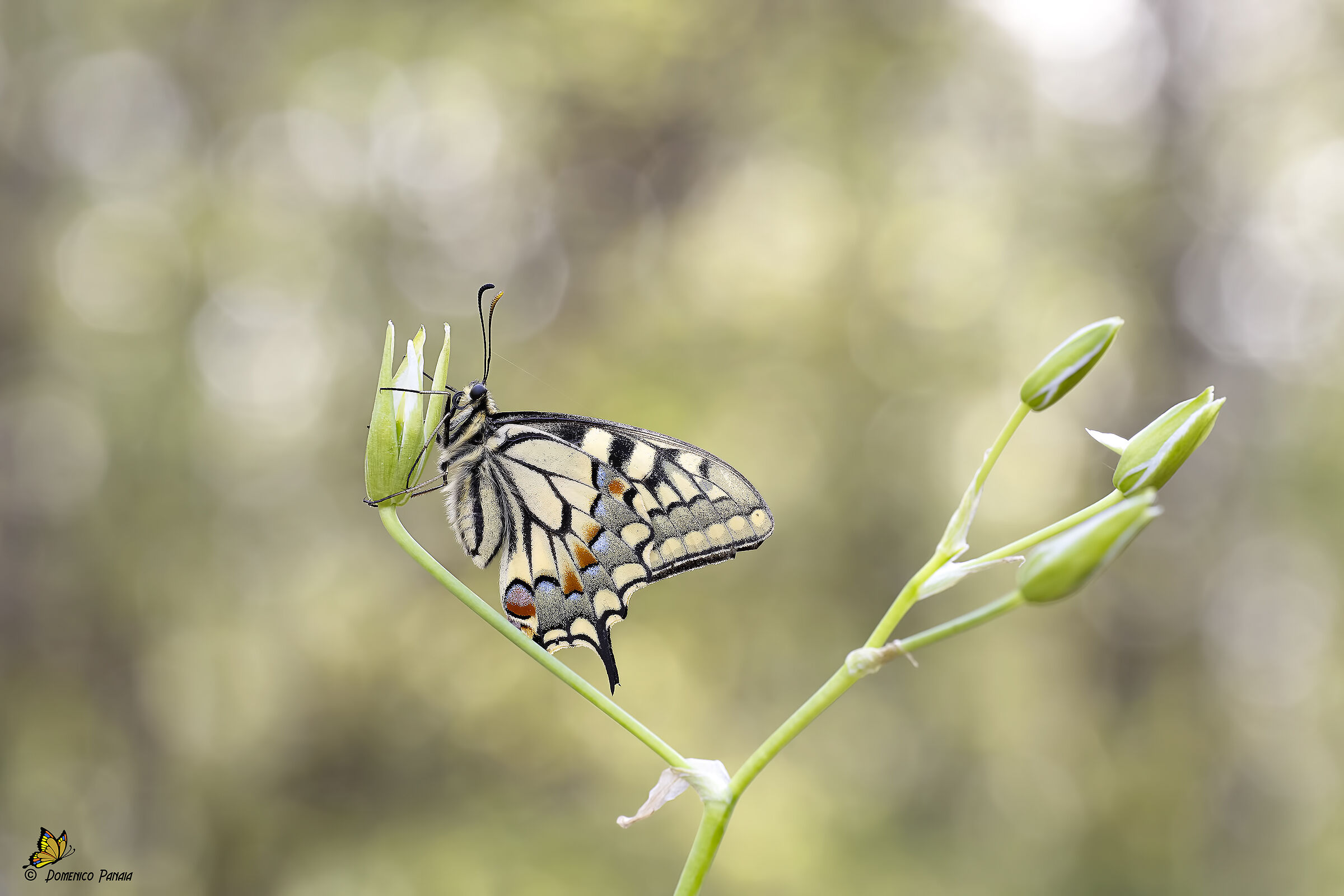 swallowtail