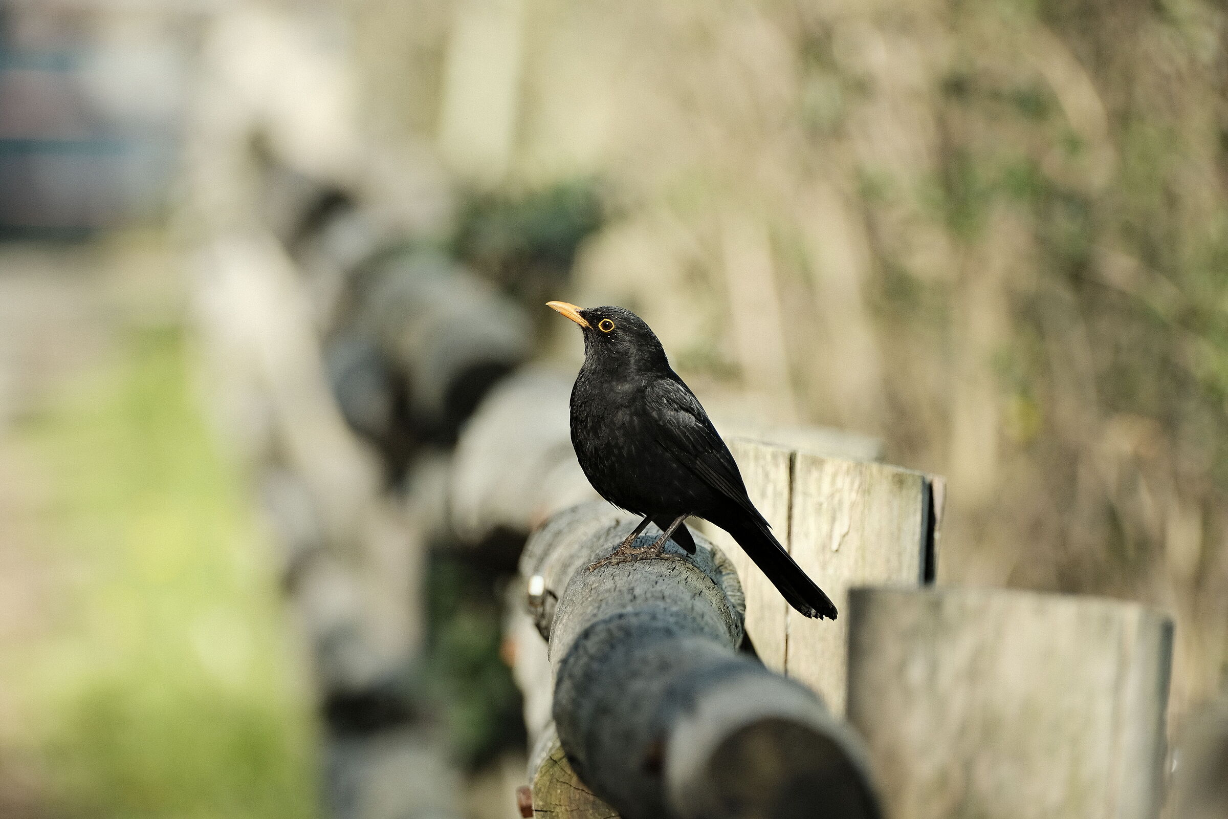 Blackbird on fence
