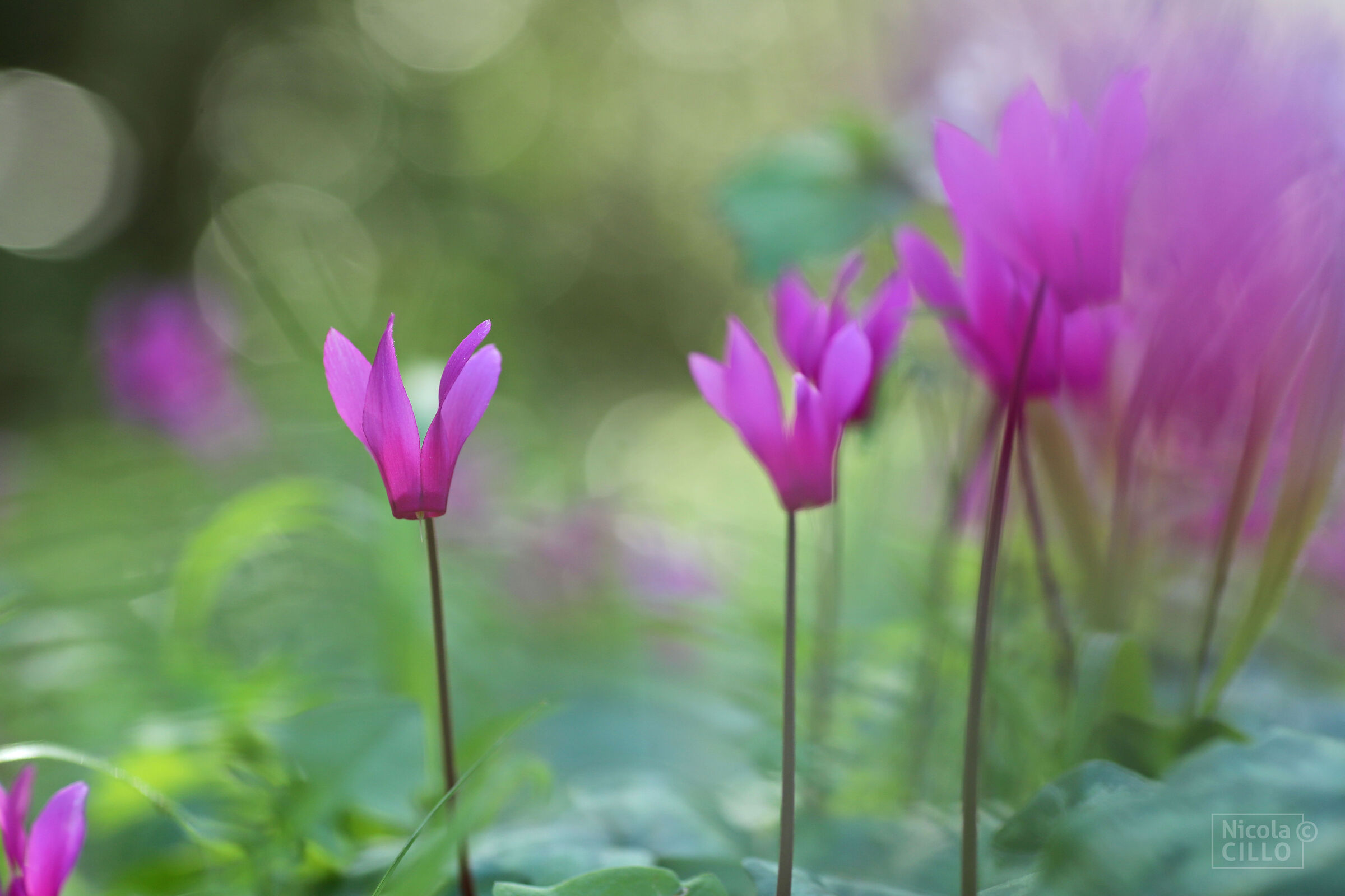 Cyclamen Repandum 2