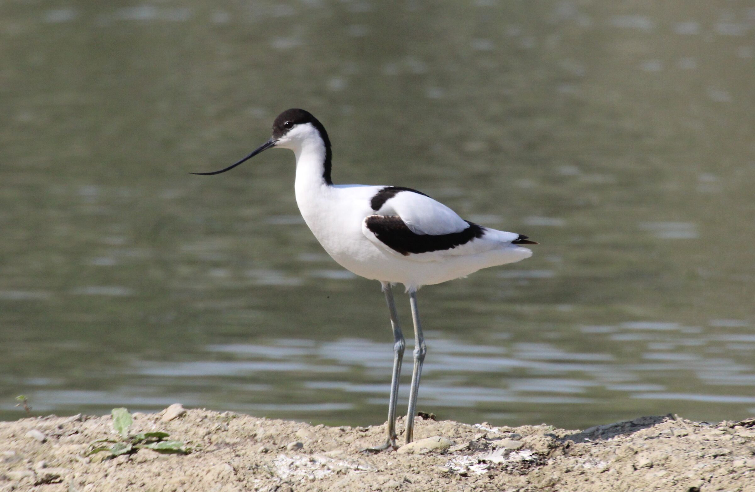 avocetta