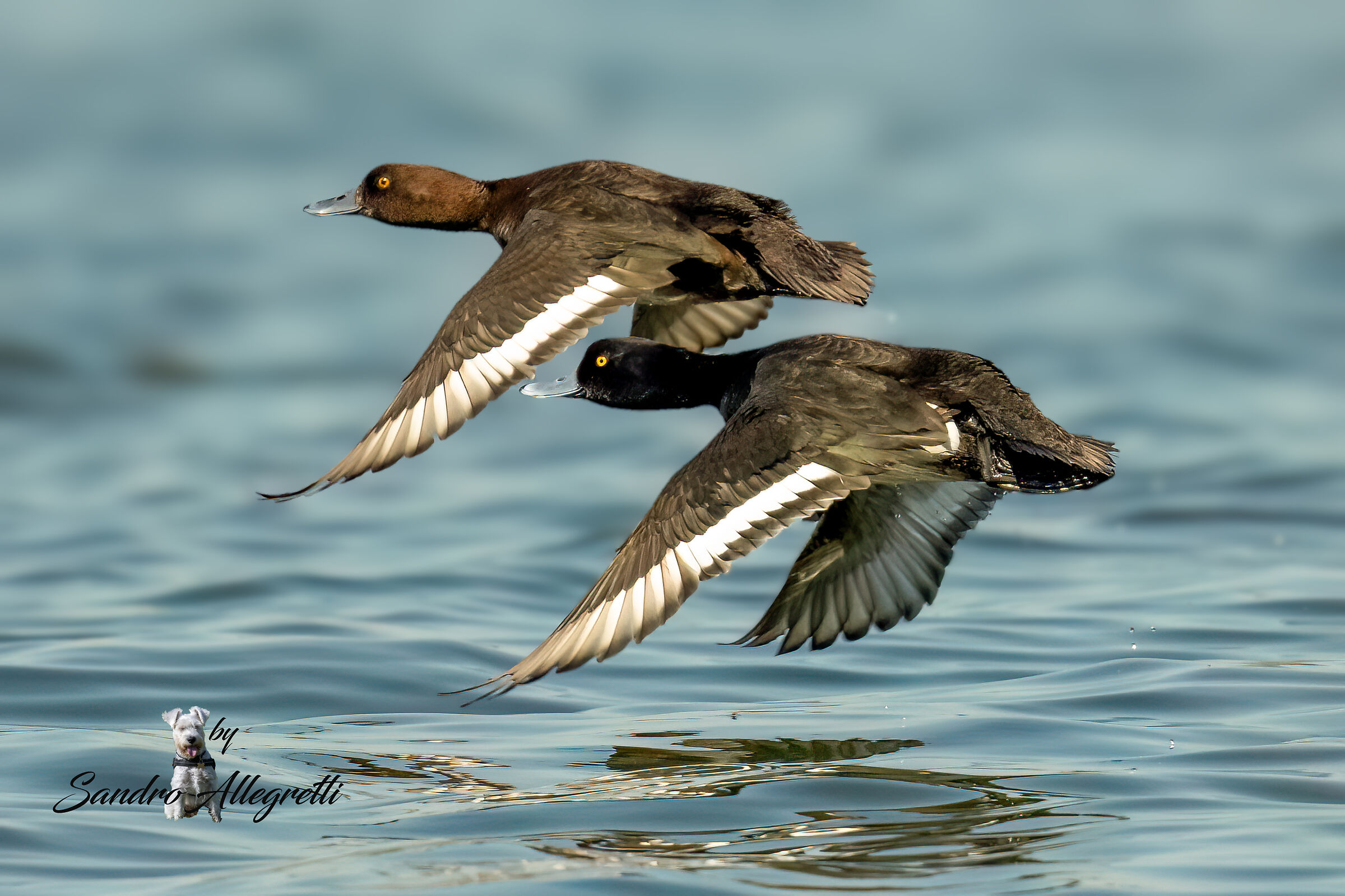 La moretta o moretta eurasiatica (Aythya fuligula)