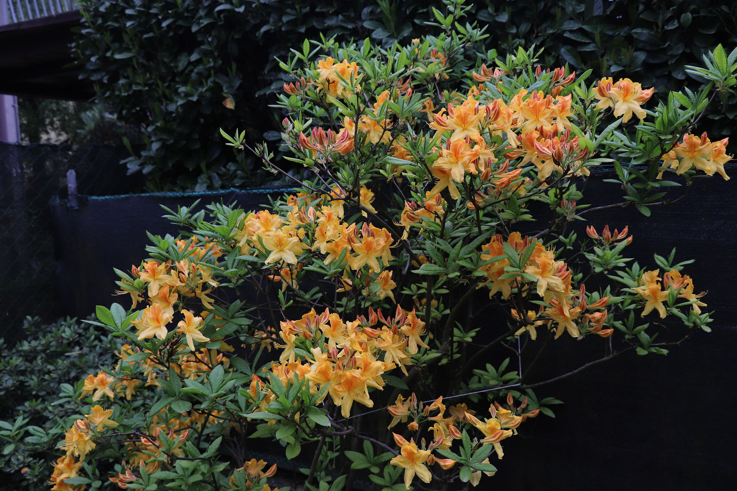 azzalea mollis in pre fioritura