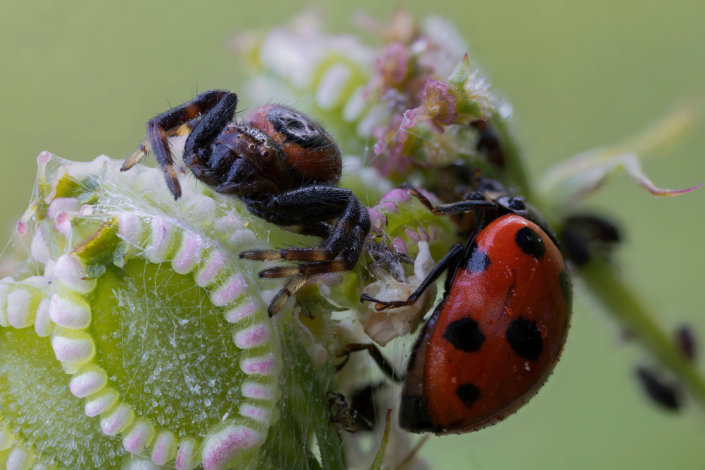 The Emperor and His Lady
