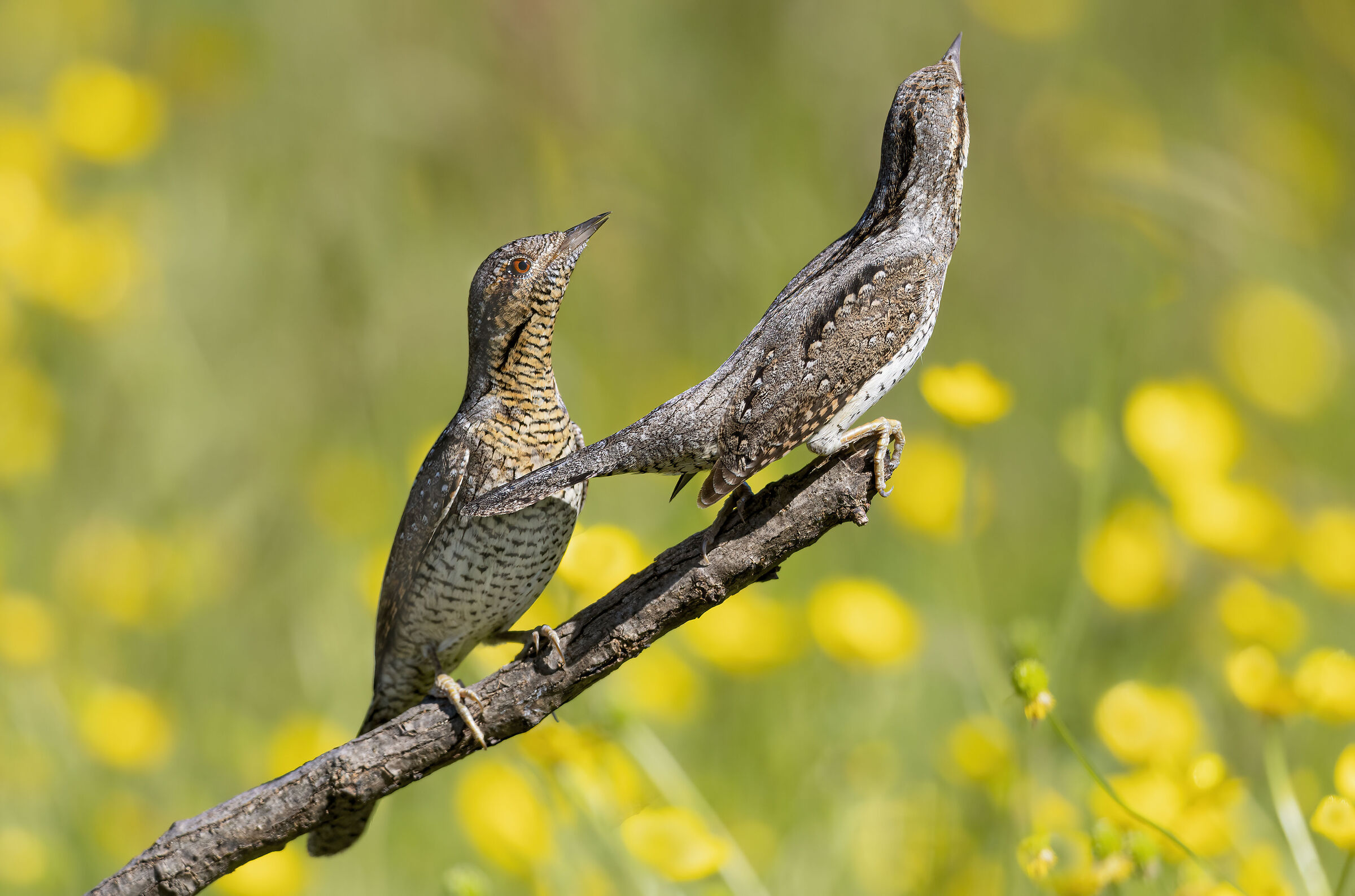 coppia di torcicollo tra i fiori di campo