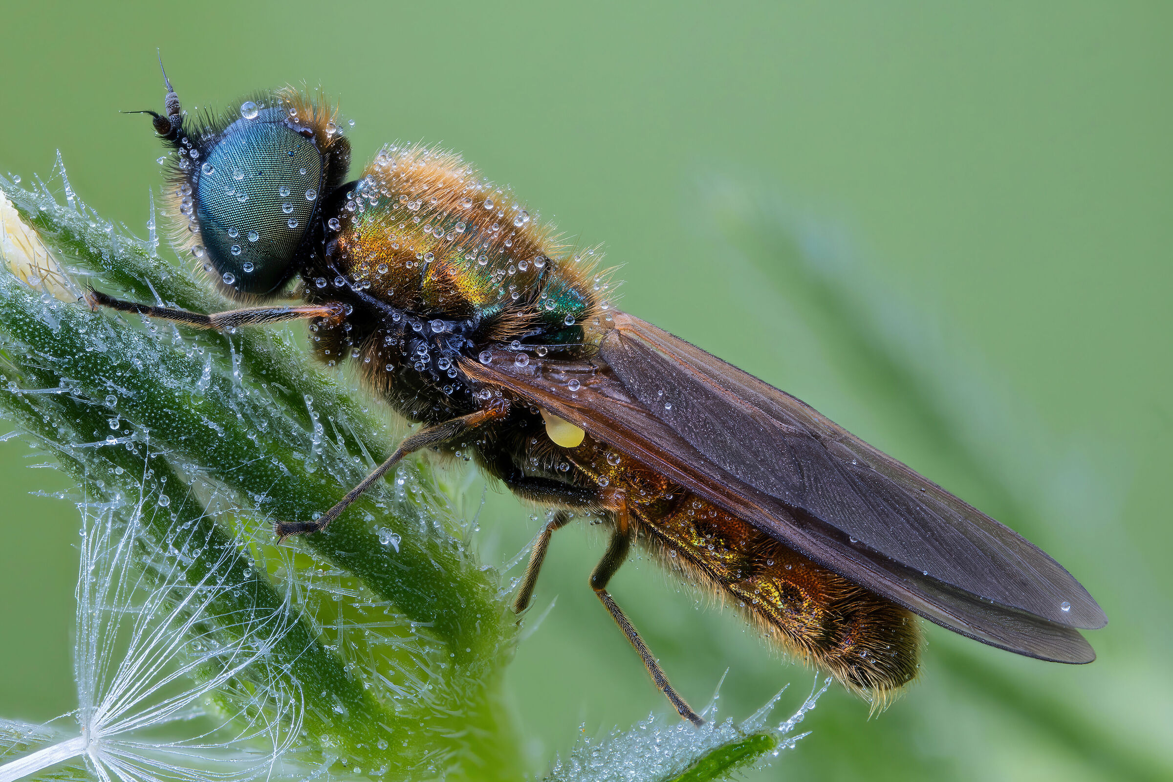 Chloromyia formosa