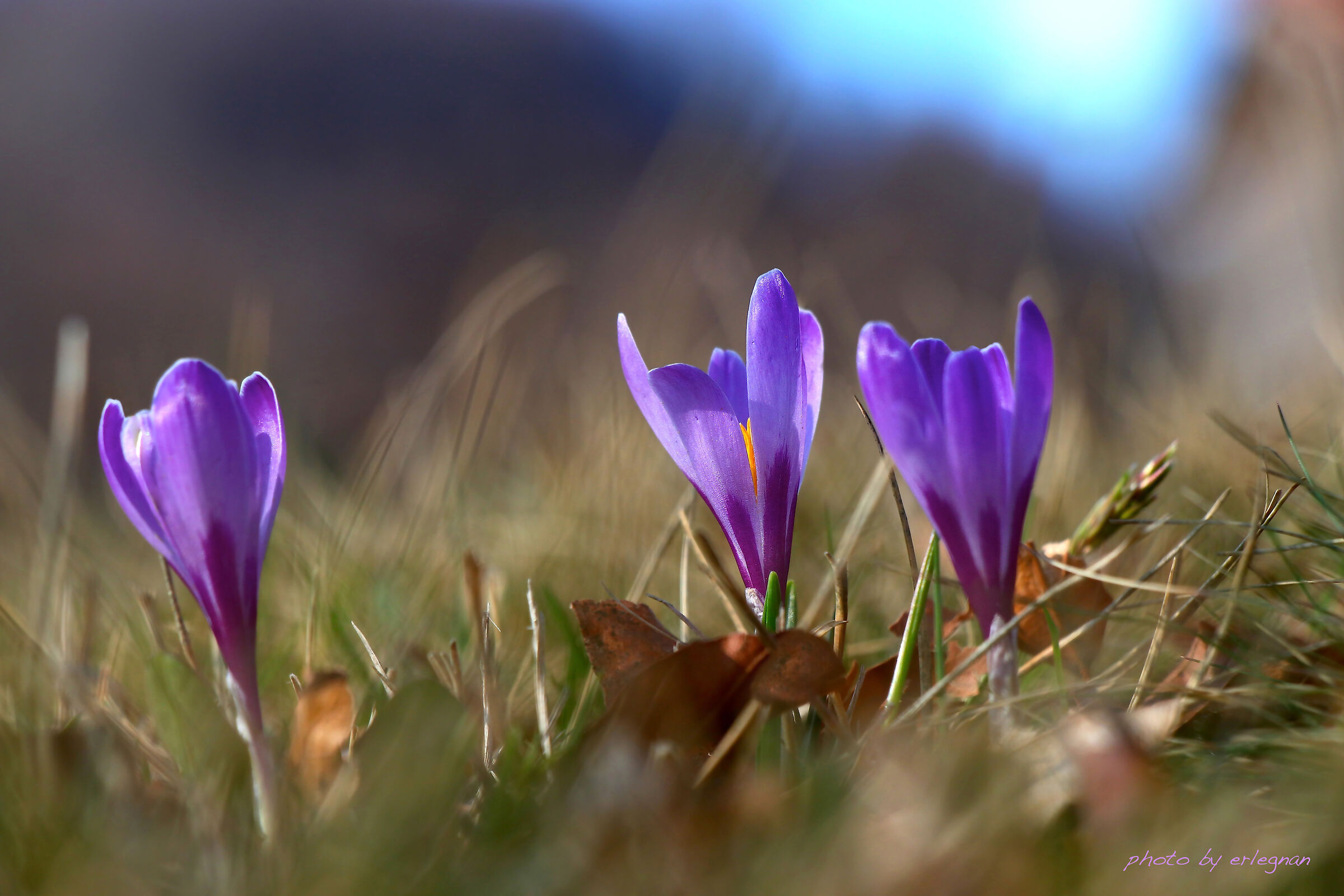 Crocus con dedica