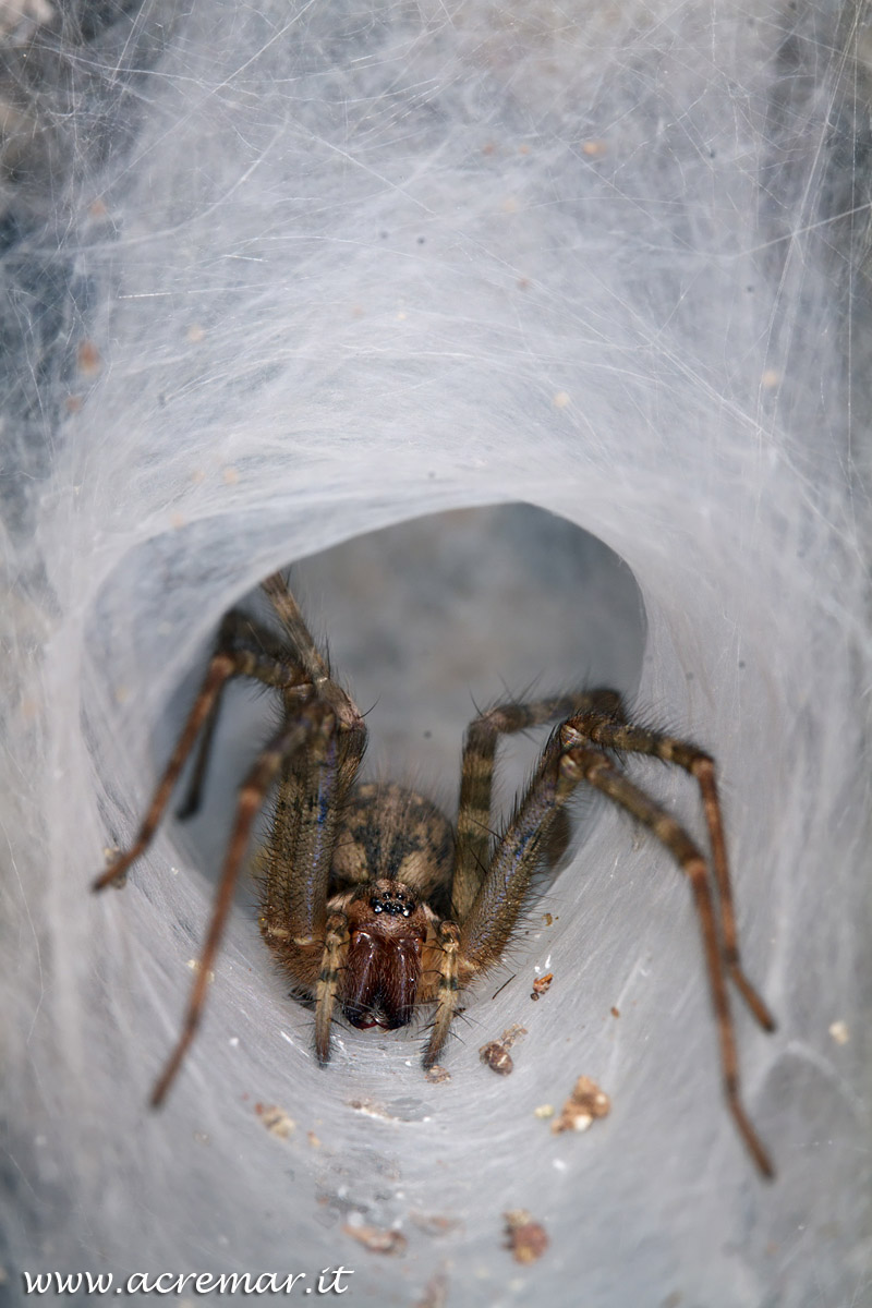 # Arachnida Tegenaria