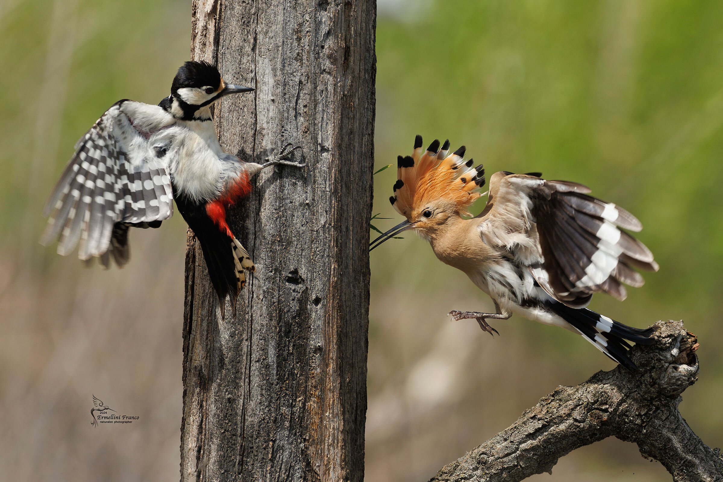 Upupa con Picchio rosso